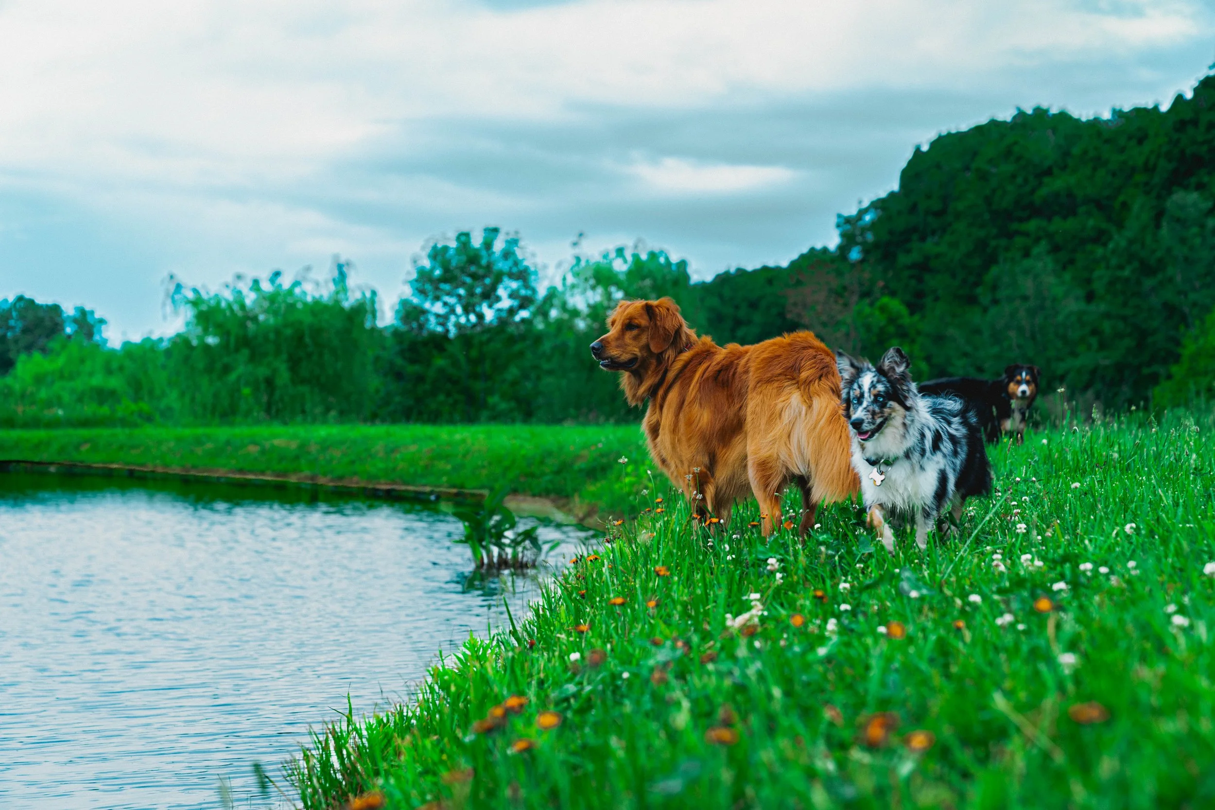 Demarie_Thompson_Dog_Photos_2026-28.jpeg