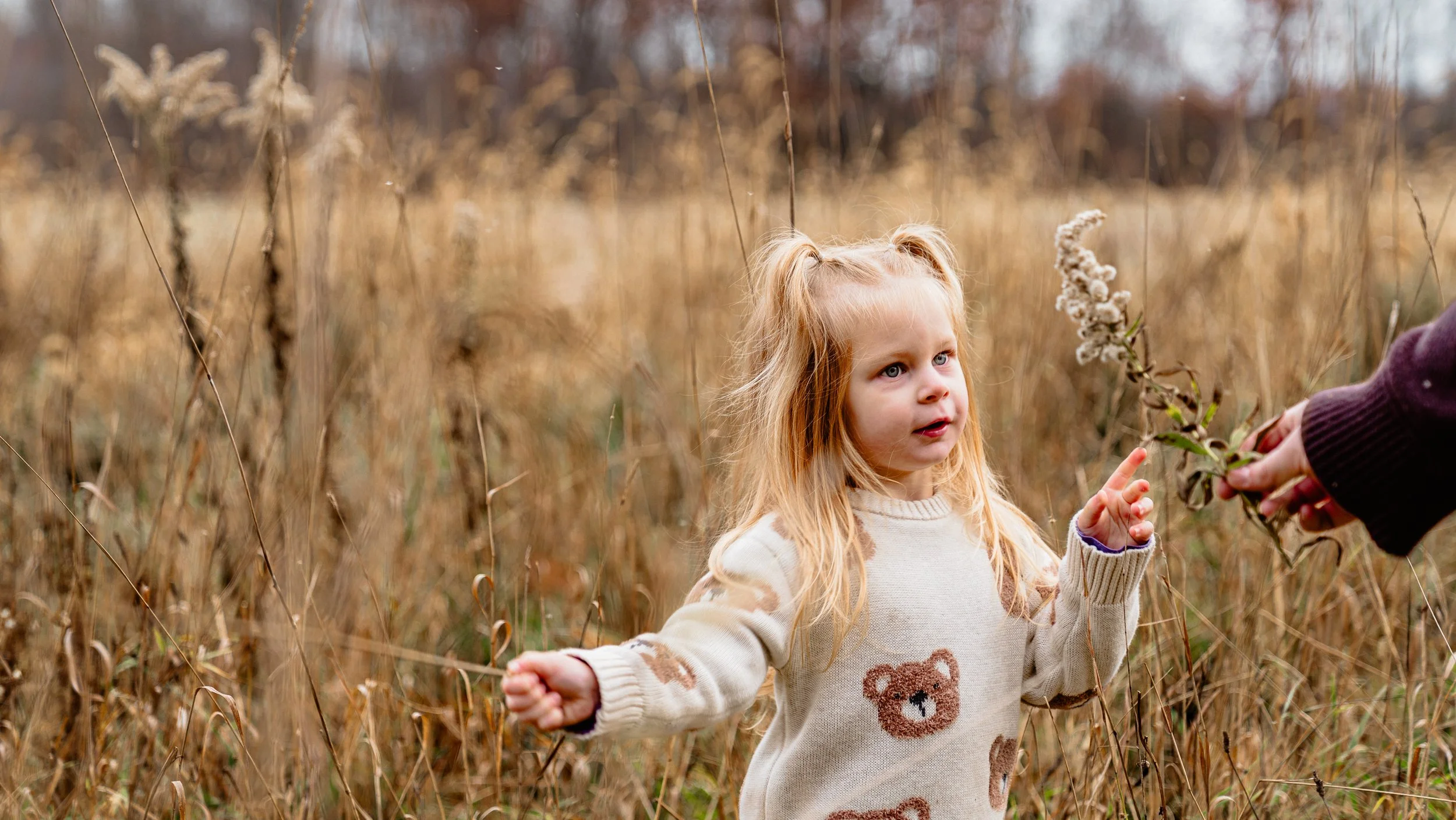 A young girl with blonde hair and a bear-patterned sweater stands in a field of tall, dry grass while an adult hands her a small branch with a flower.