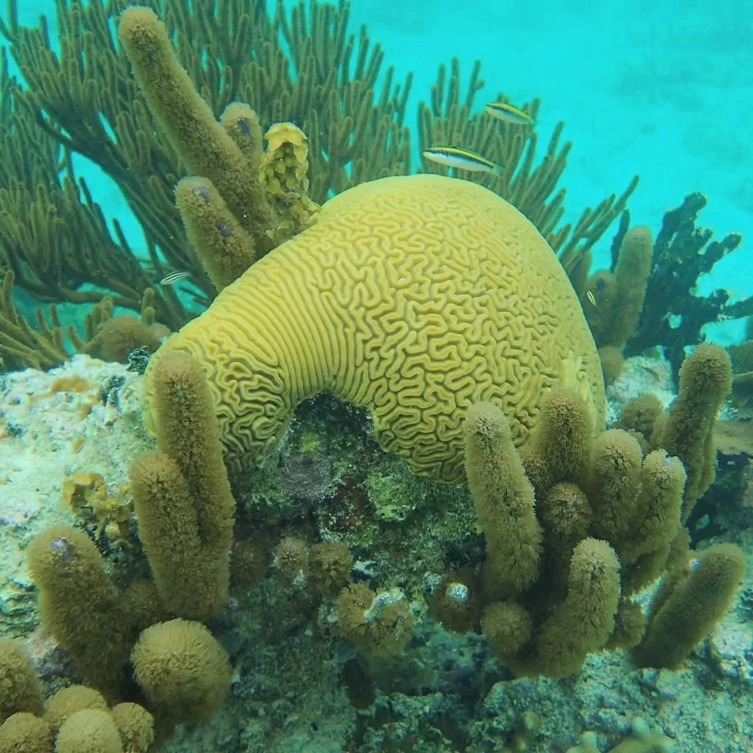 🩵 Seven years ago today. 

I was snorkeling the reef at Glover&rsquo;s Atoll in Belize&mdash;on vacation with my daughter Elizabeth for her 21st birthday.

But instead of relaxing, I spent most of that trip stuck in my head&mdash;ruminating about al