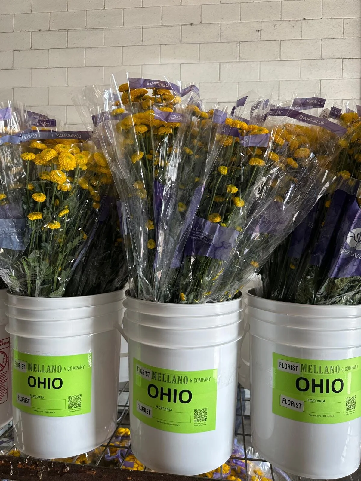 WhatsApp Image 2024-12-24 at 7.02.40 AM.jpeg