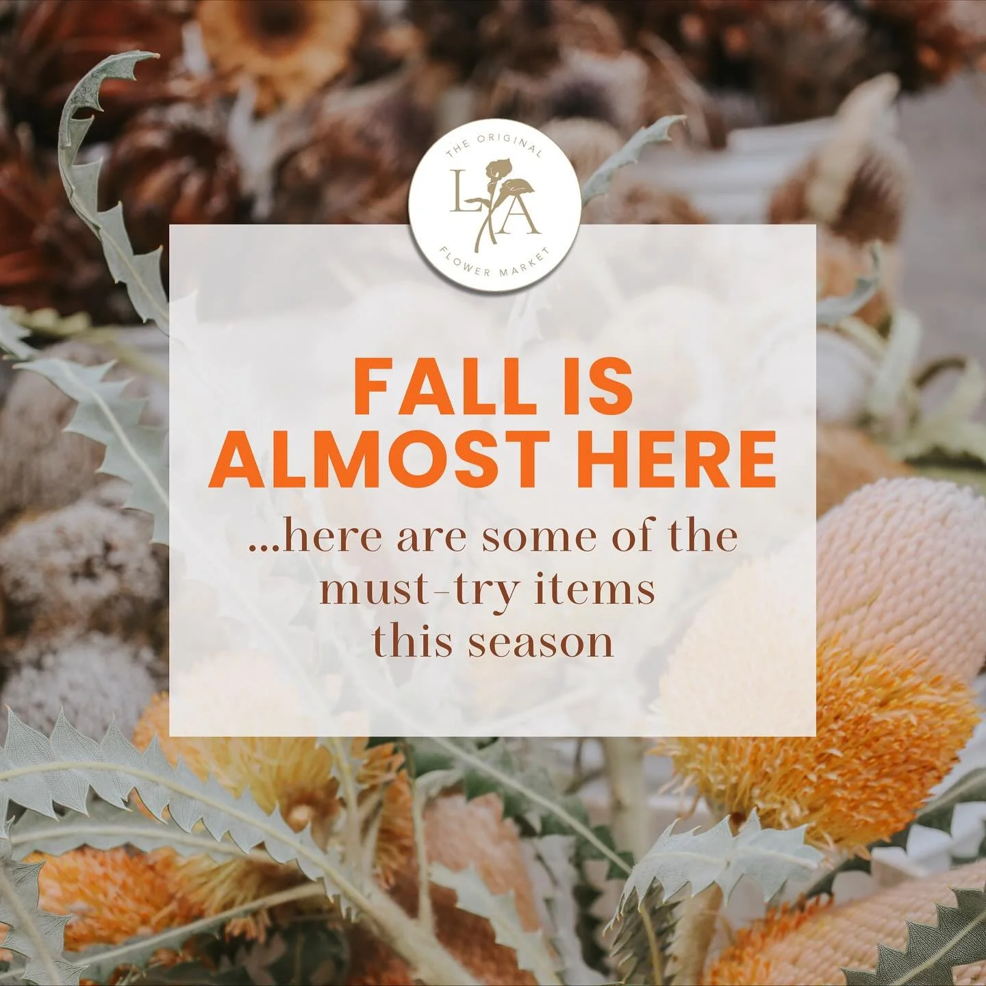 🍂 LA Flower Market Fall Haul - Your Must-Try Seasonal Picks 🎃
Fall means texture, cozy vibes, and a little bit of drama (the good kind!). Here&rsquo;s what you need to check out on your next market run:
🌸 Dried Protea &amp; Banksia &ndash; long-la