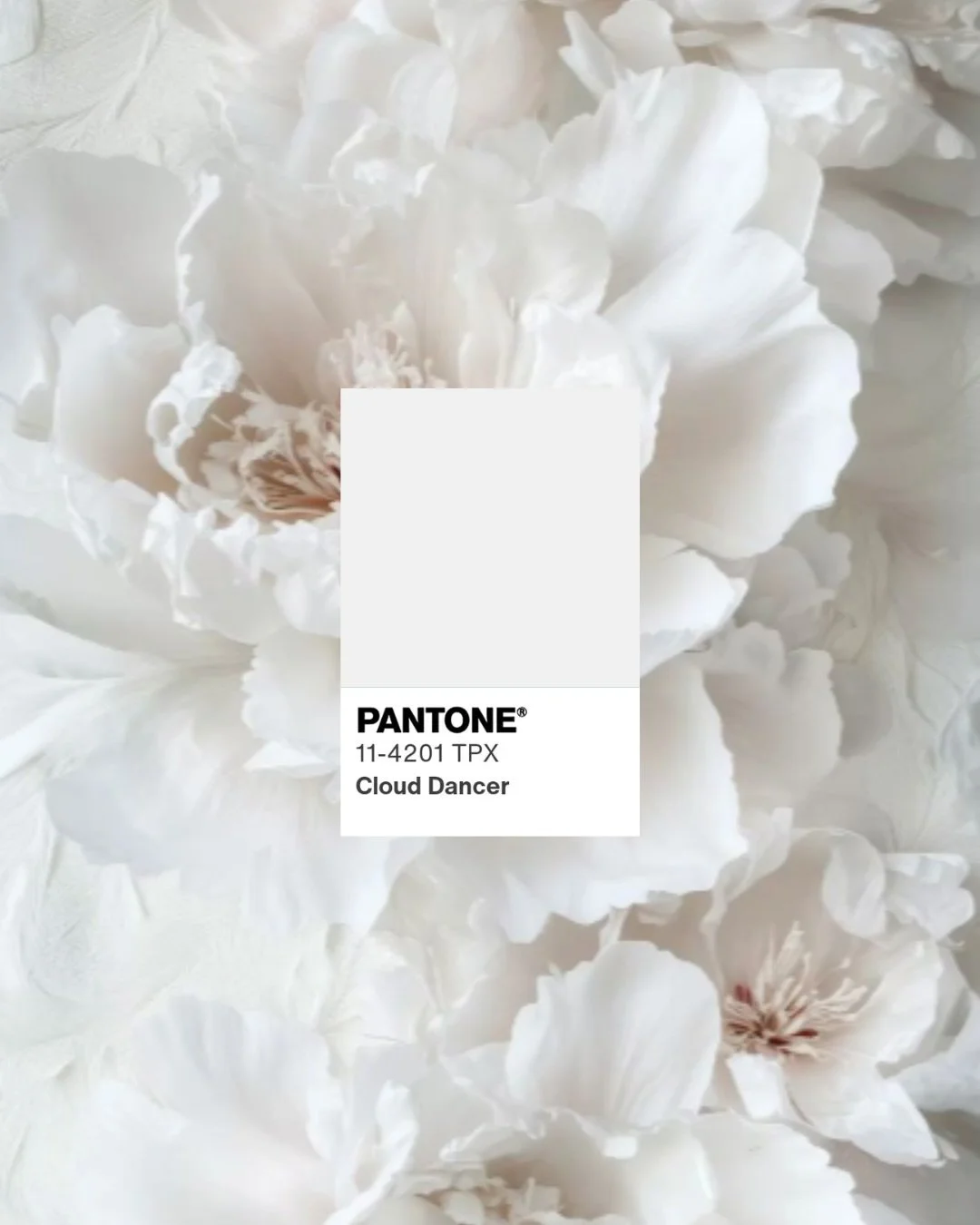 The question is do we dream in color or just in black and white. Pantone announced the 2026 Color of the Year - Cloud Dancer 🤍🤍🤍

Quiet luxury. Modern romance. Elevated everything. So if you needed permission to plan your 2026 weddings, bouquets, 