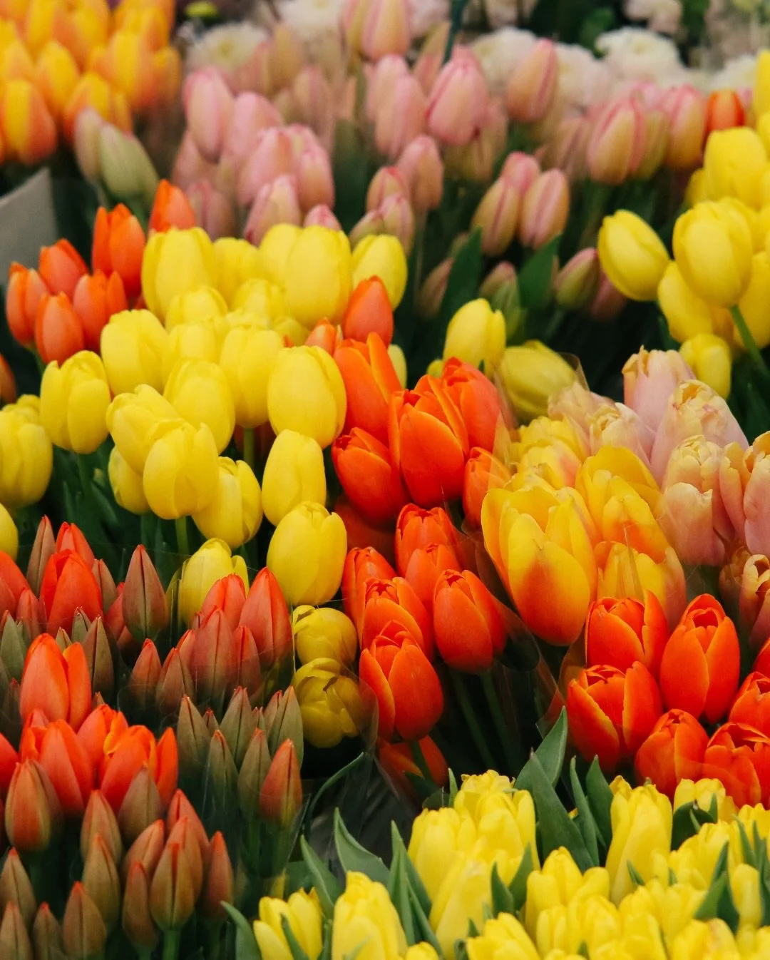 🌸 Spring flowers hit different when you see them in person. 🌸
Spring is in full swing at the Original LA Flower Market, and it&rsquo;s not just about pretty colors 

Whether you&rsquo;re a florist planning your spring designs or a flower lover look