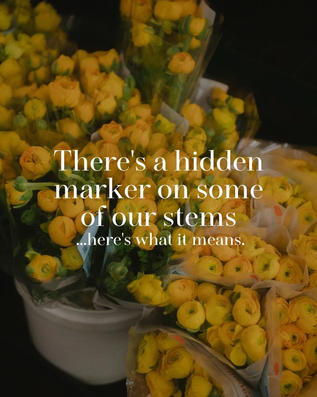 Did you know? A huge percentage of the flowers at the LA Flower Market are California-grown, meaning they were in a field somewhere in the Golden State just hours before they made it to our floor.

Most shoppers don&rsquo;t realize they have the opti