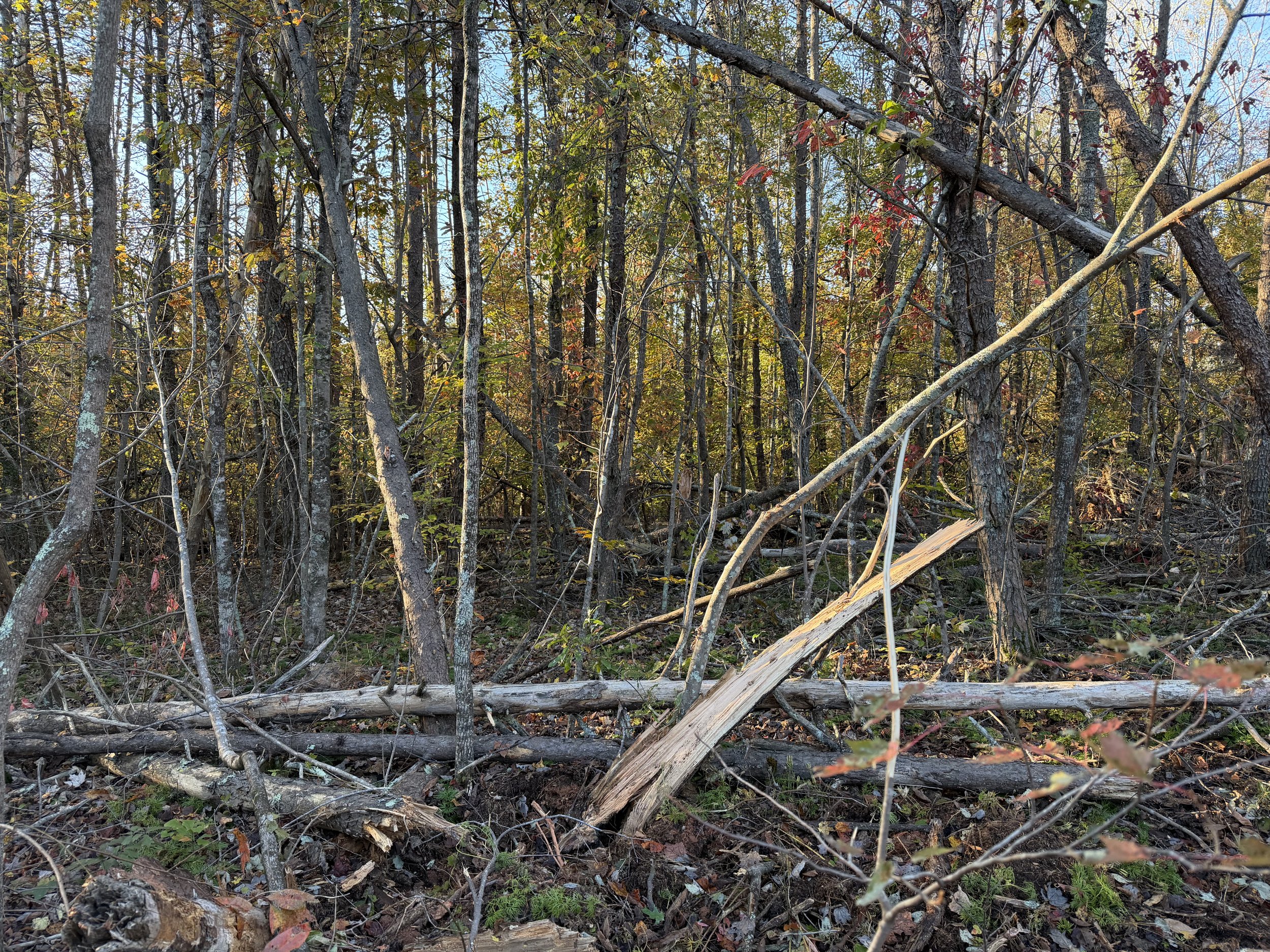 Home Lot Clearing Stokes County