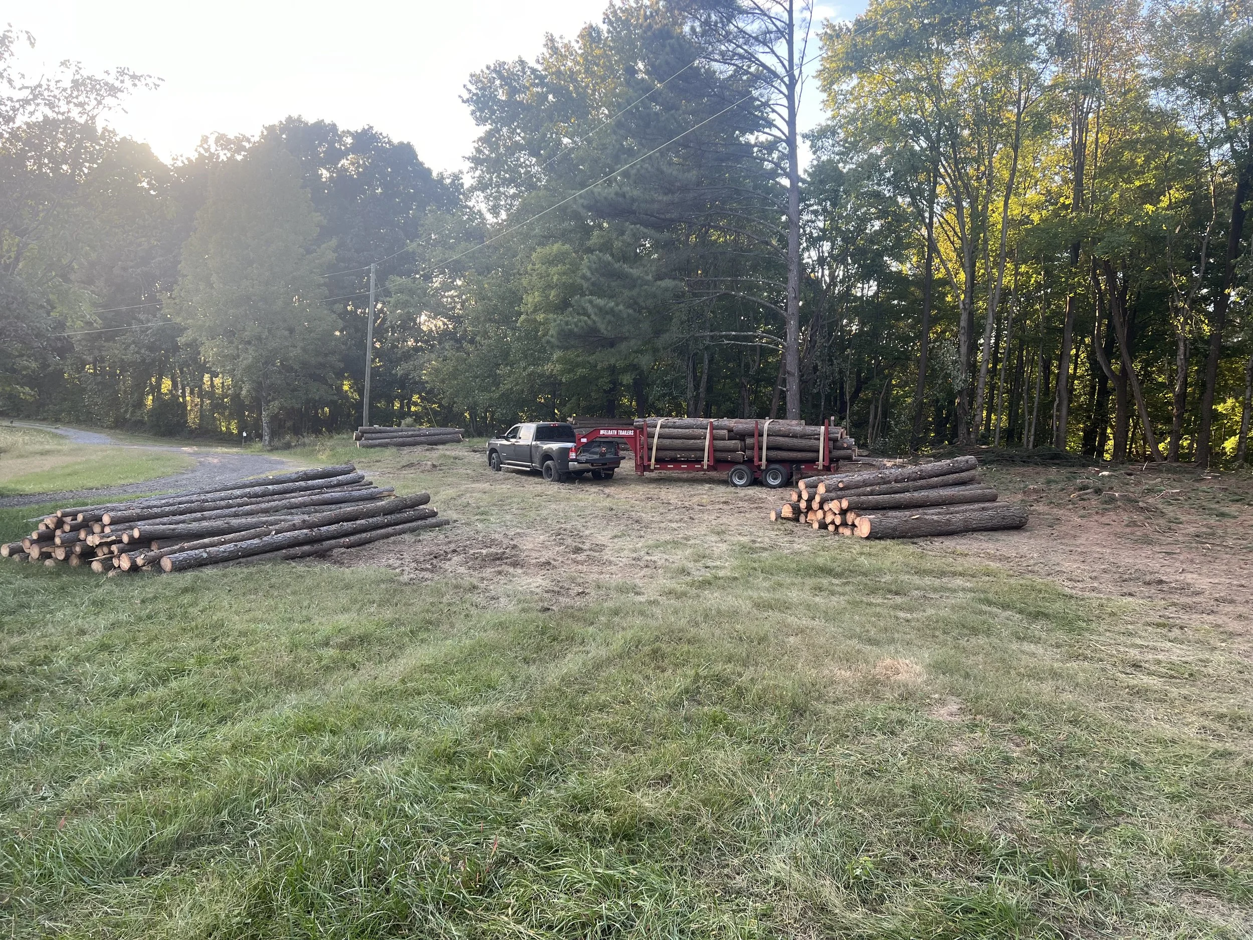 Pine Harvest Loaded for Market