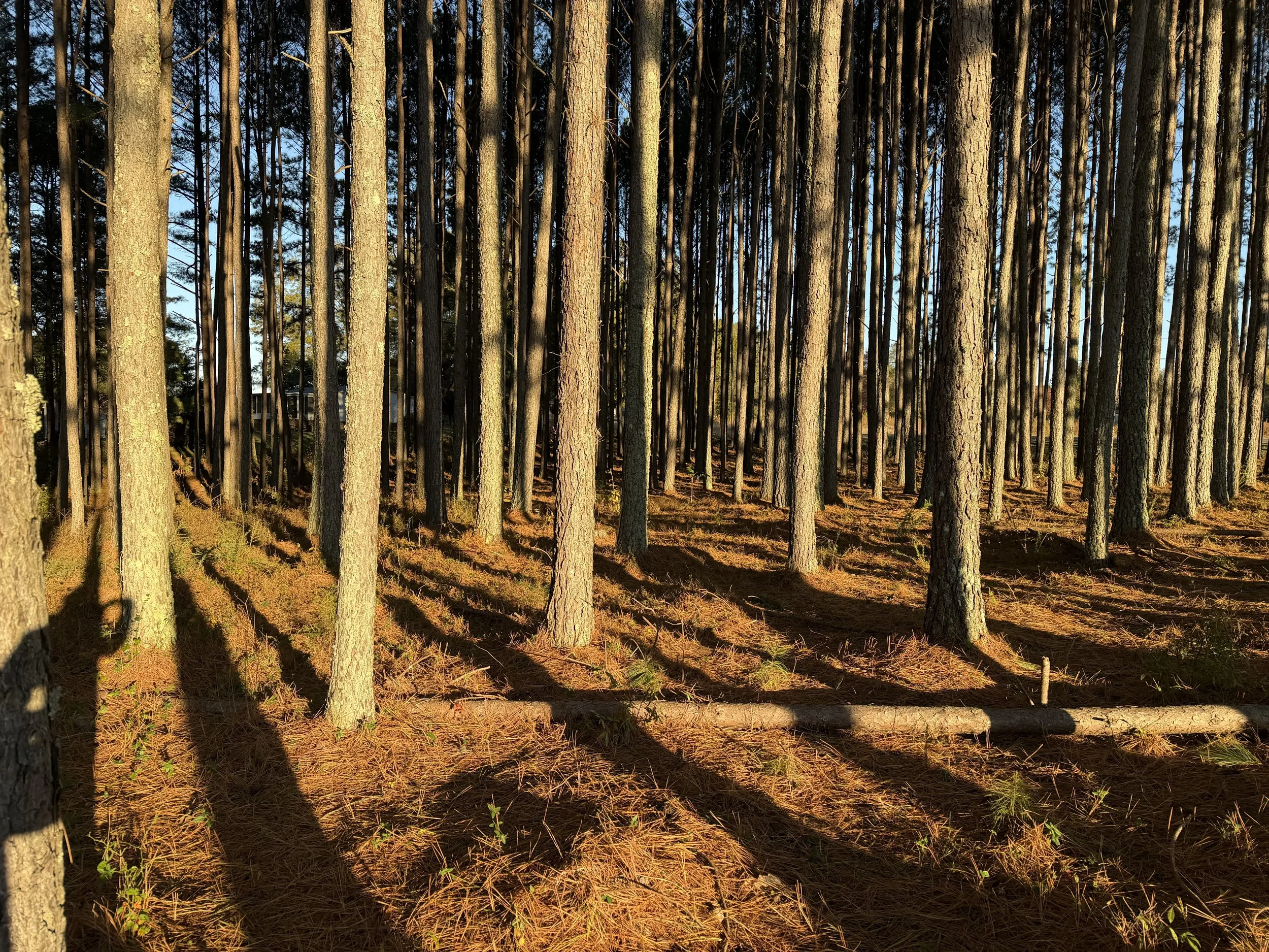 Planted Pine Harvest Davidson County