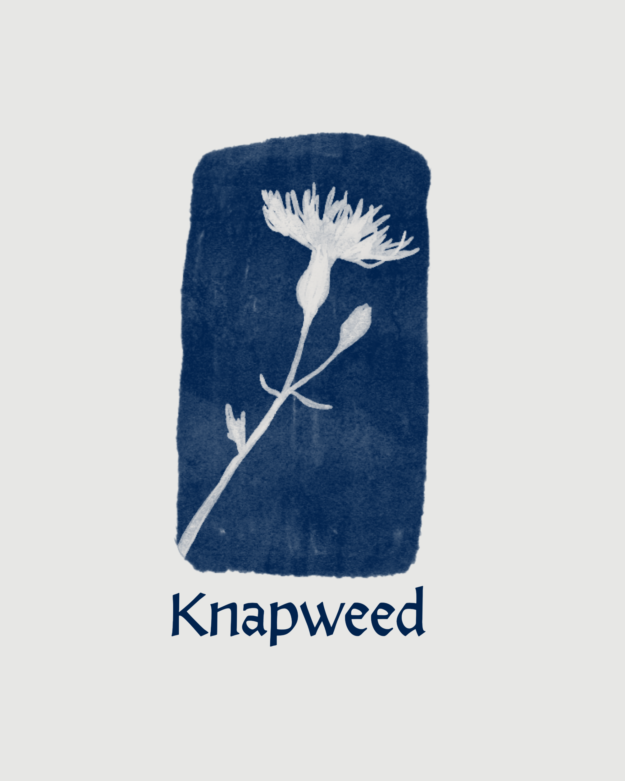 Knapweed Performing Arts Festival 2026