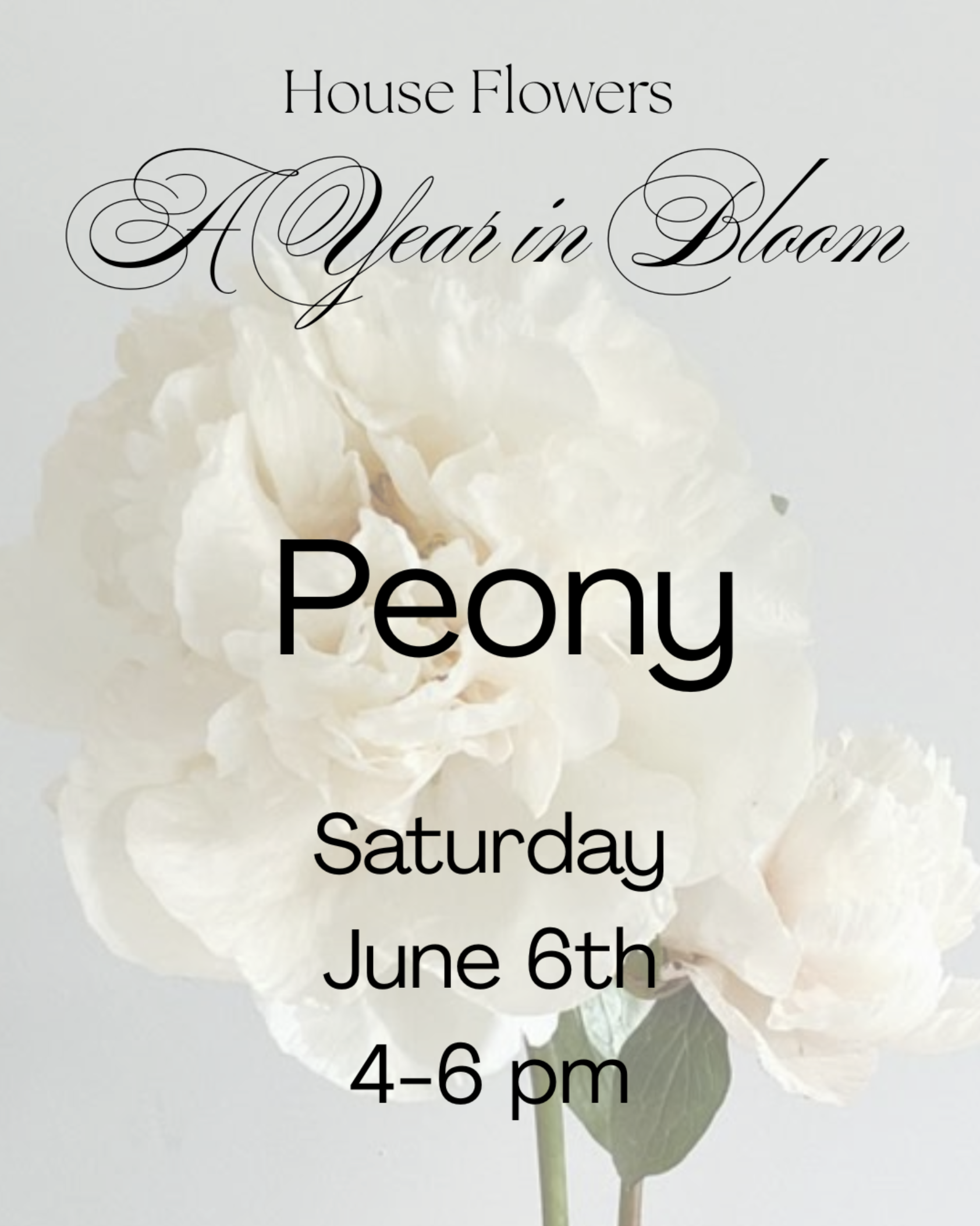 A Year in Bloom: Peony
