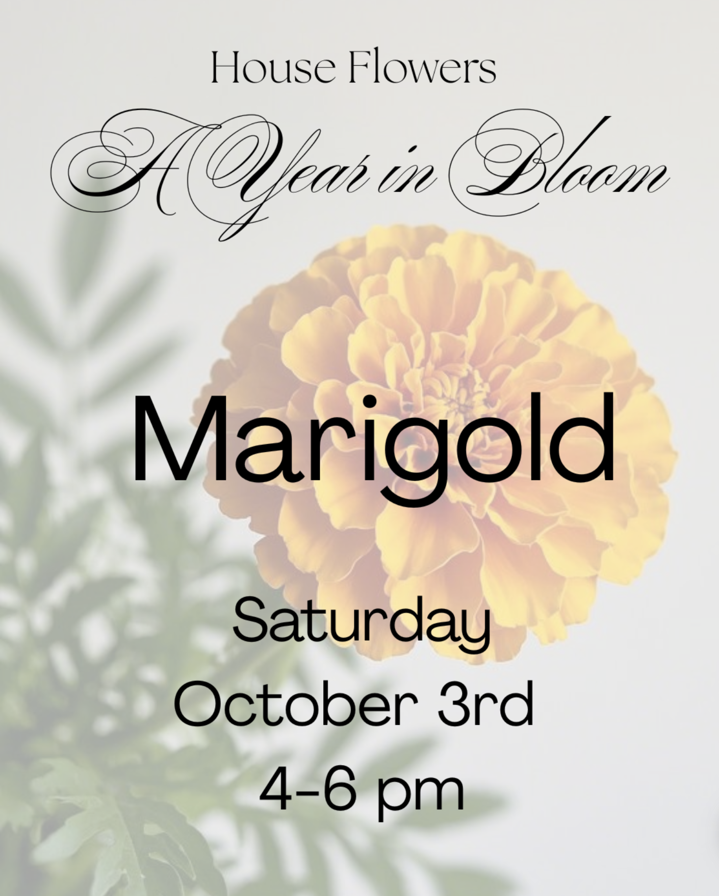 A Year in Bloom: Marigold
