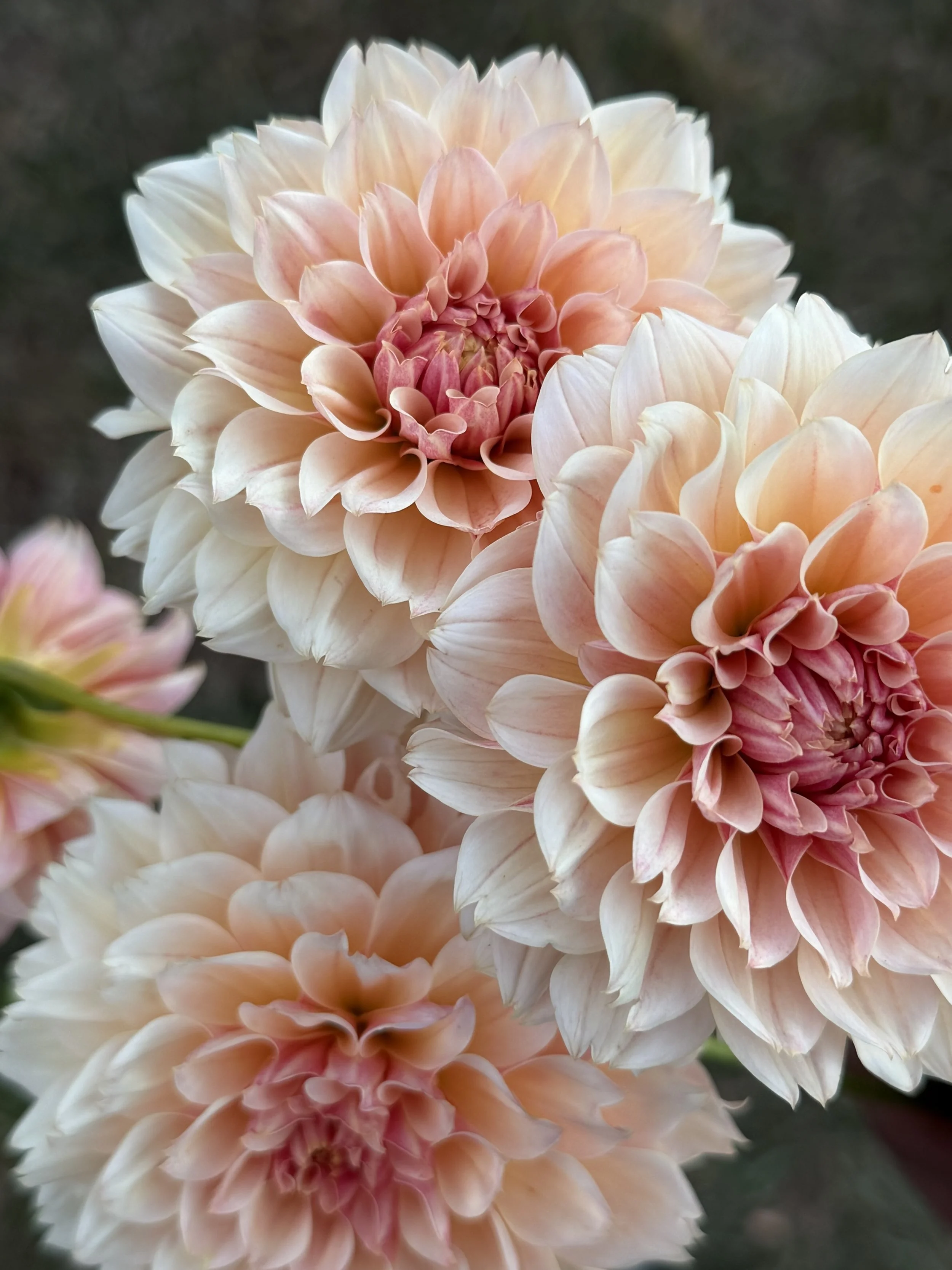 【美品_即日発送】NORTHWAVE DAHLIA 24cm 22-23モデル 80milesnorth Flower Farm Millbrook NY