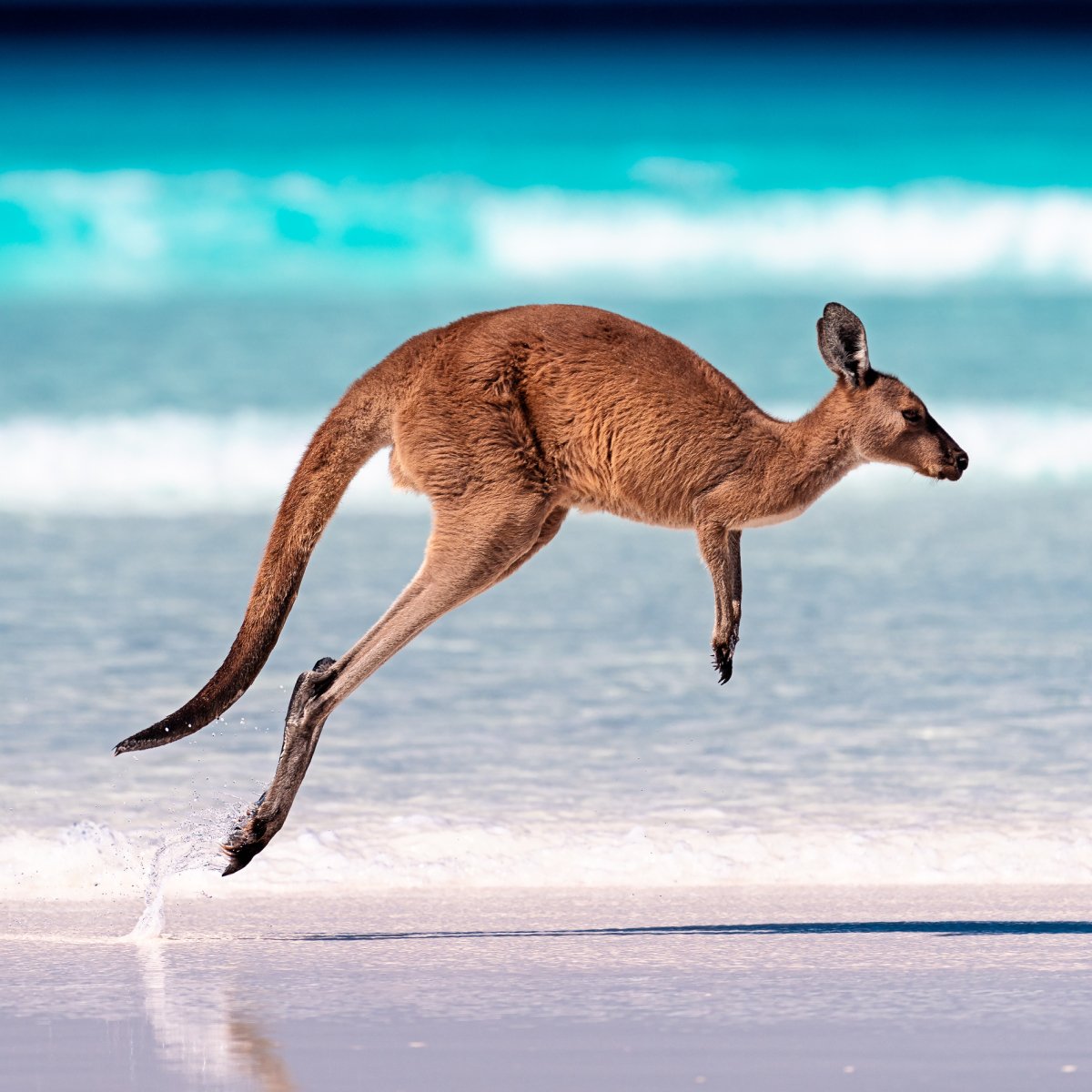 Australia or New Zealand Adventure Raffle 2026