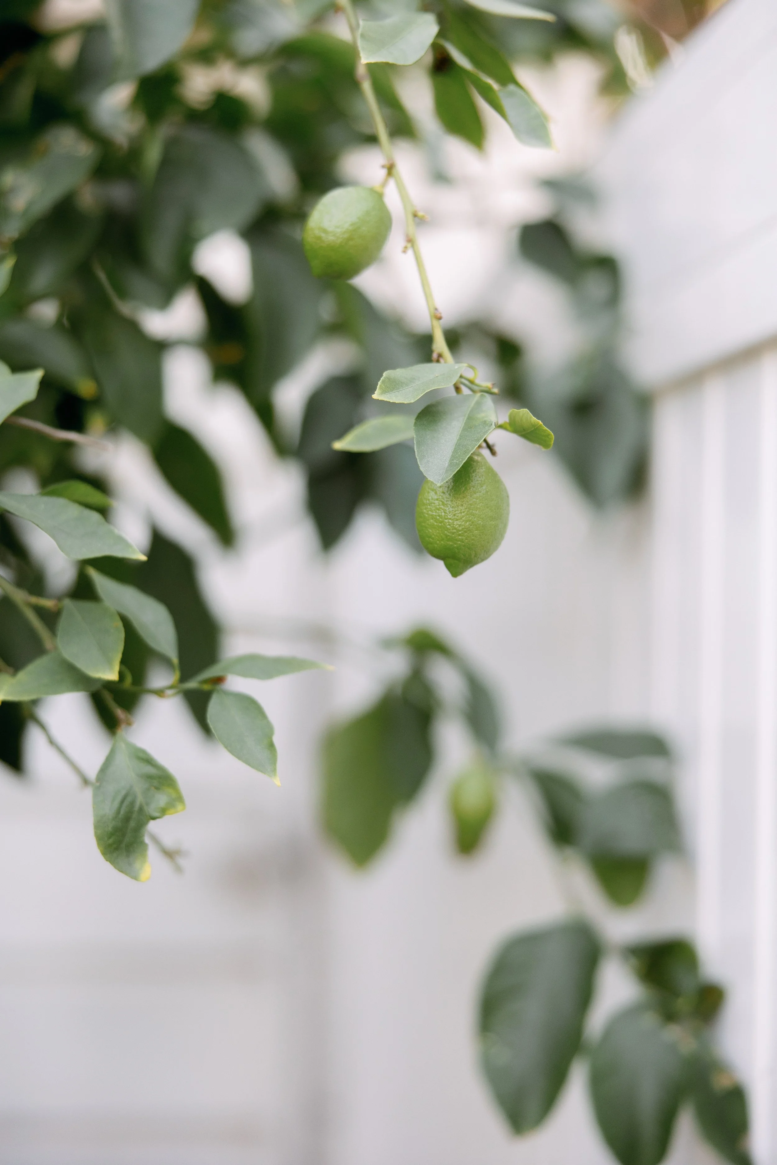 Anna Delores Photography_Islay Gardens 01.219.26-16.jpg