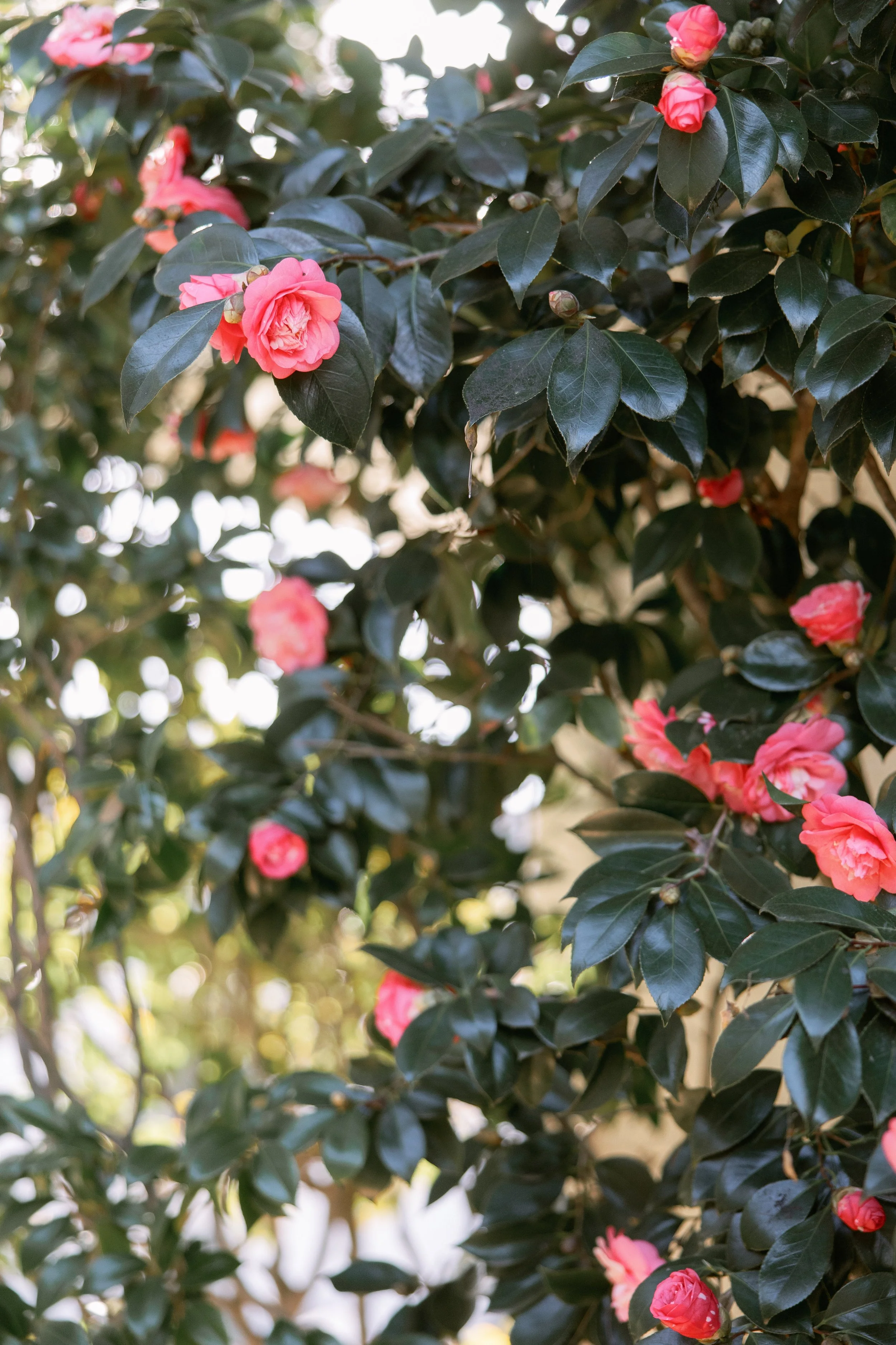 Anna Delores Photography_Islay Gardens 01.219.26-17.jpg