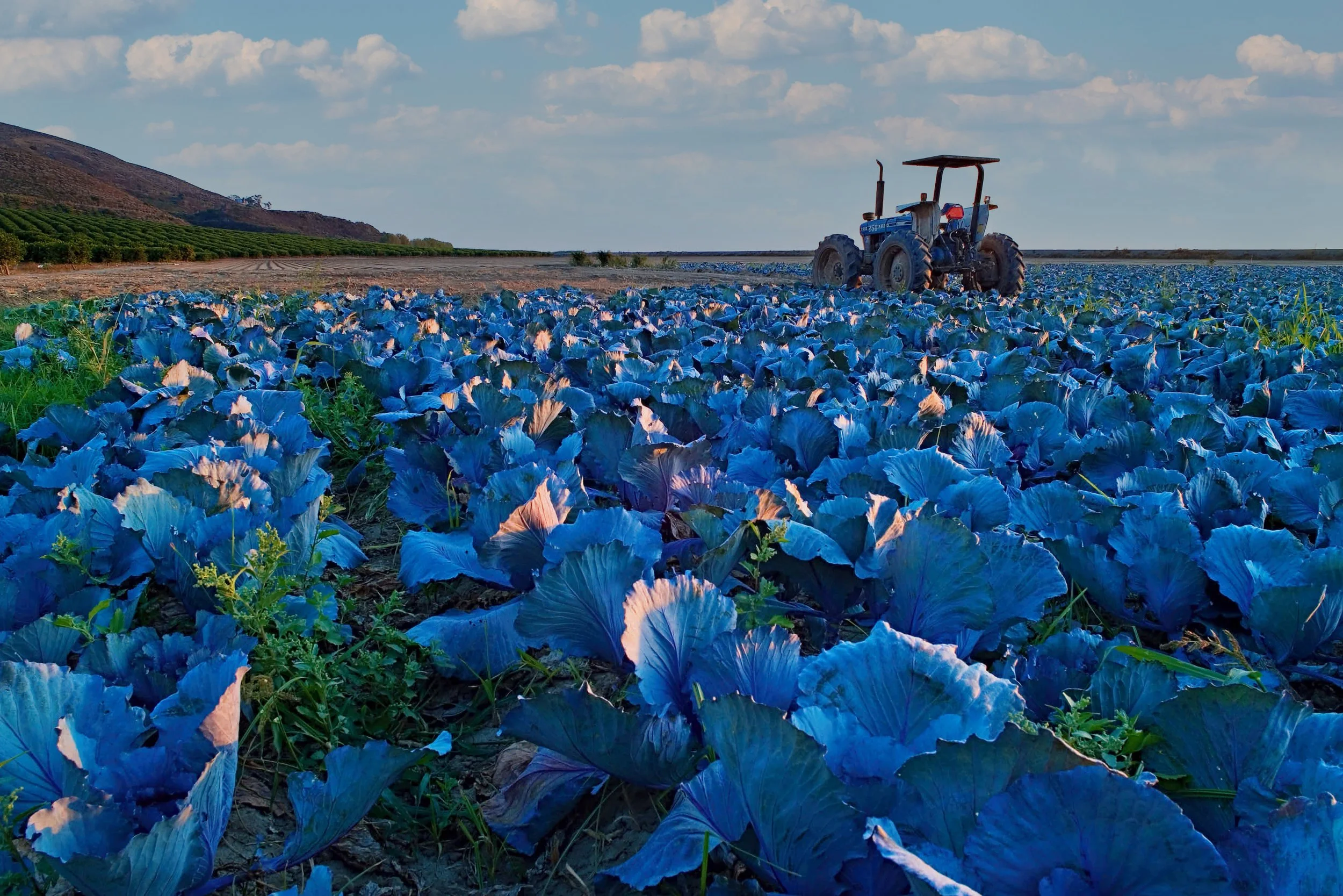 Ventura County’s Resilient Agricultural Lands Initiative (RALI)