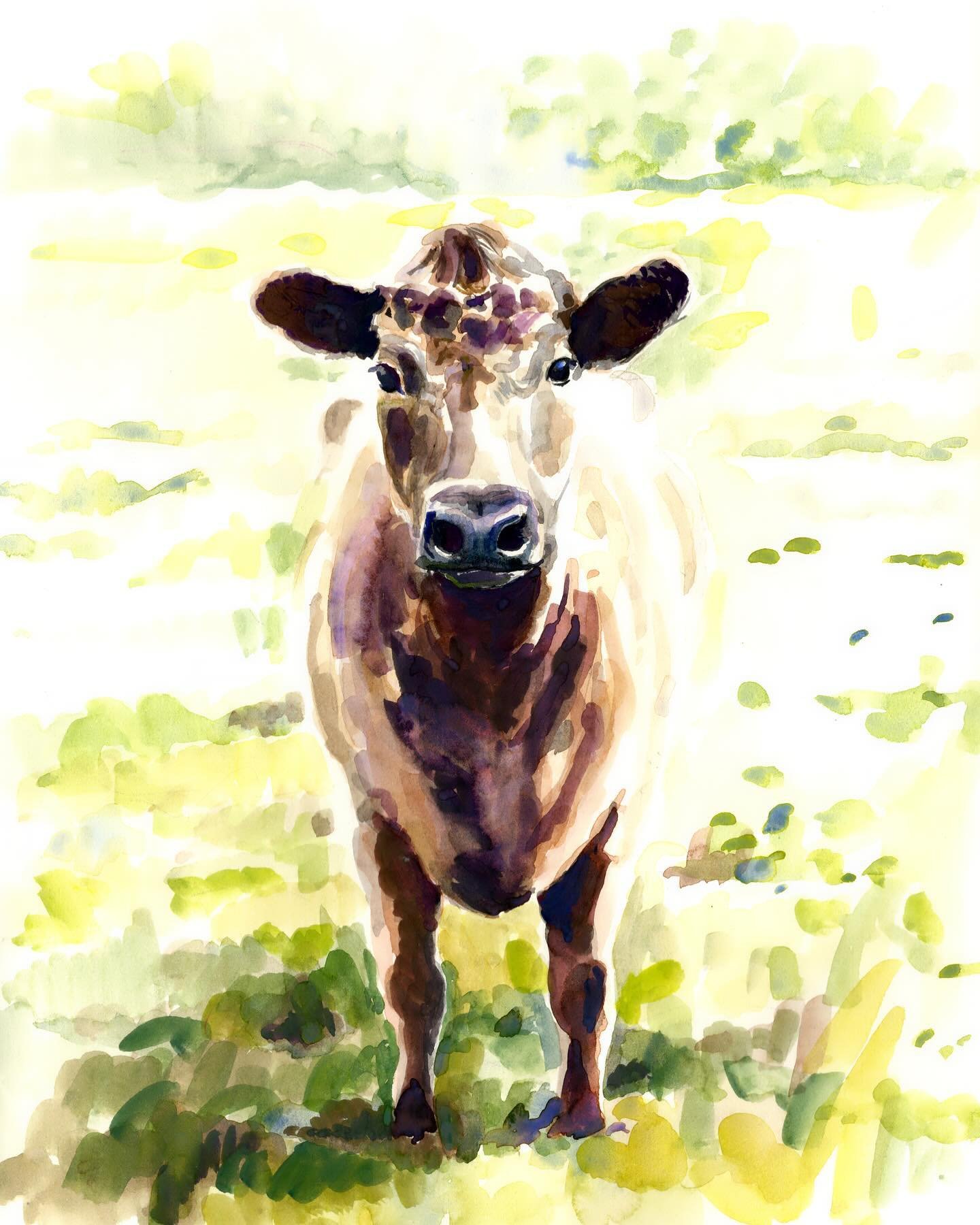 Murray Grey. 

Watercolour and Gouache on paper.

#cattle 
#murraygrey