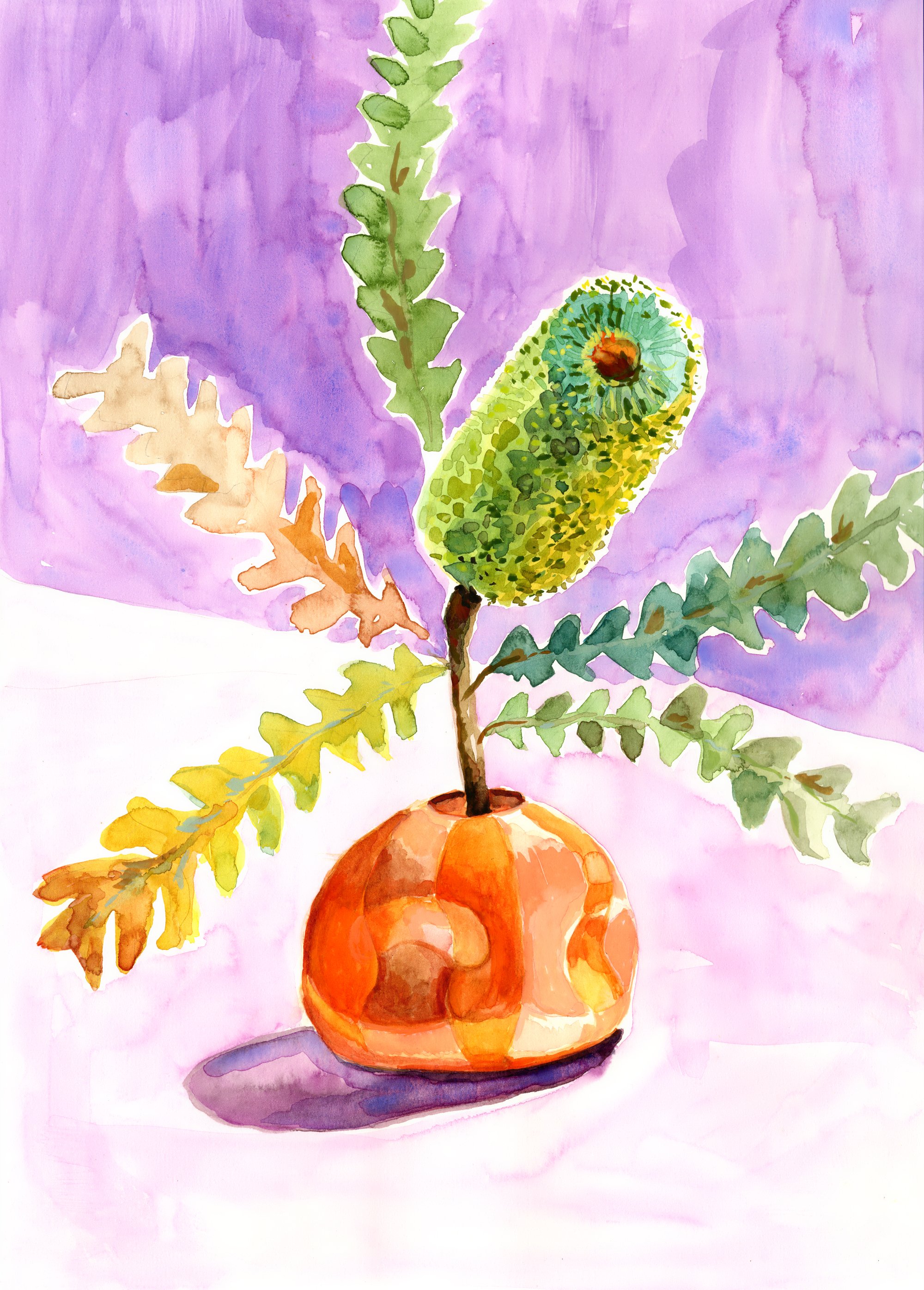 Banksia Study