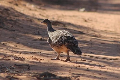 A wild Malleefowl