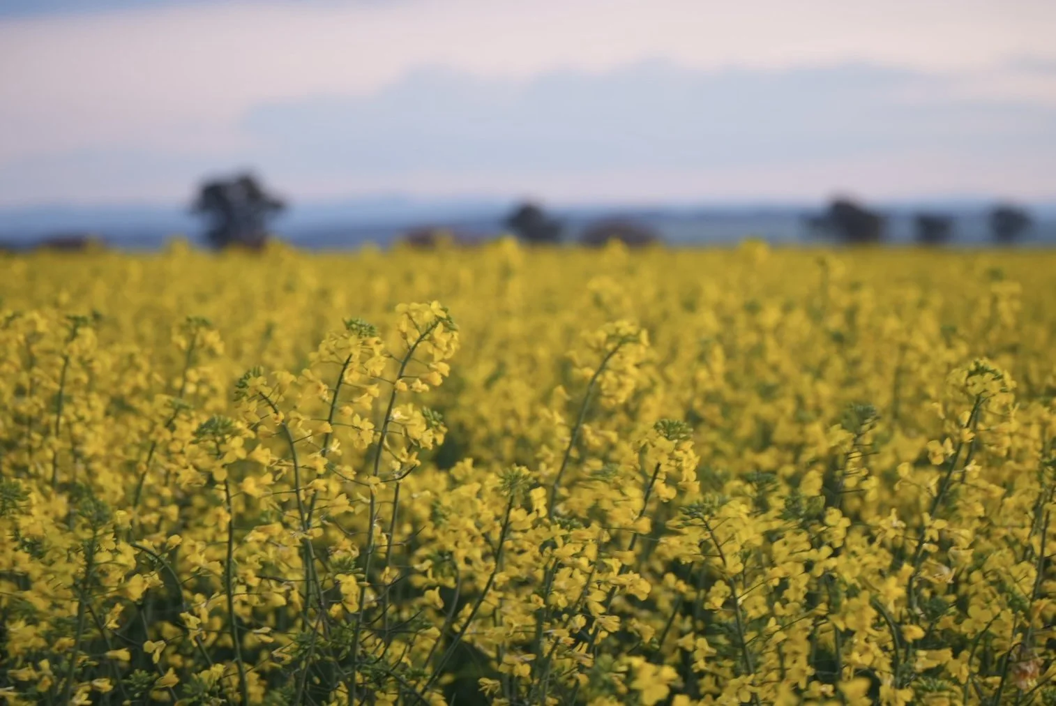 A field of yellow flowers with blurred trees in the background and a cloudy sky that symbolises people that need support to grow together.