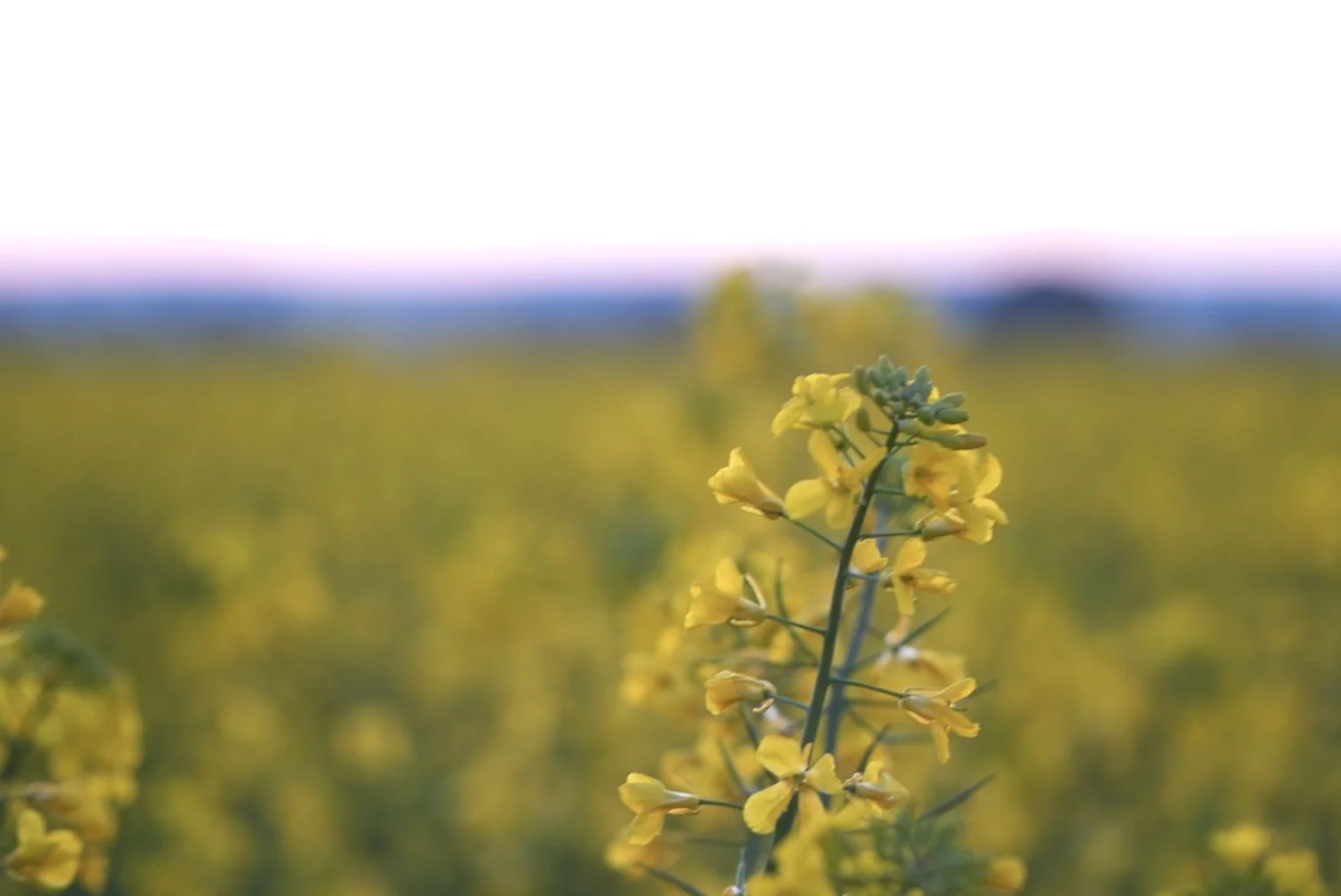 Close-up of a yellow flowering plant in a field of similar flowers with a blurred background, symbolising an individual that needs personalised support and care