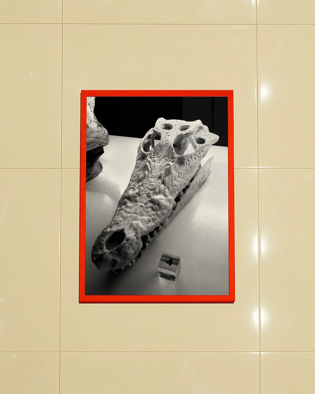 Croc Head_3.jpg