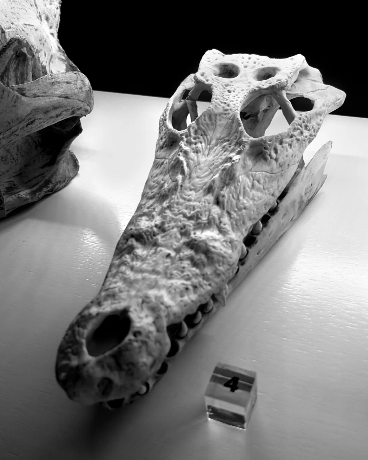 Croc Skull