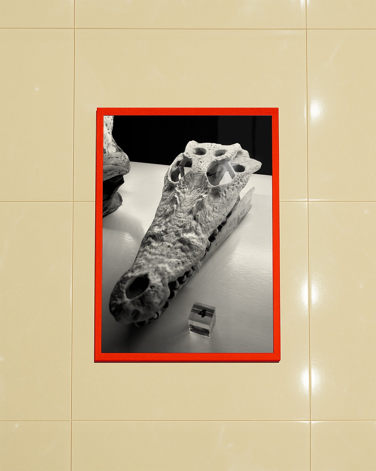 Close up detail offramed  darkroom-style print on Ilford Gold Fibre matte paper, Croc Skull by Erin Lee.
