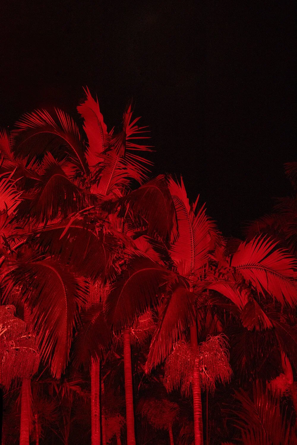 Red Palms