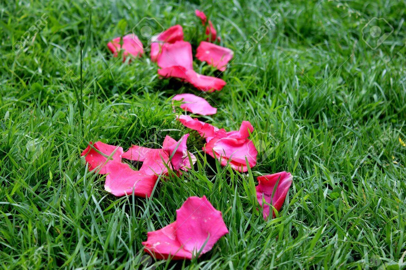 11152724-pink-rose-petals-on-green-grass.jpg