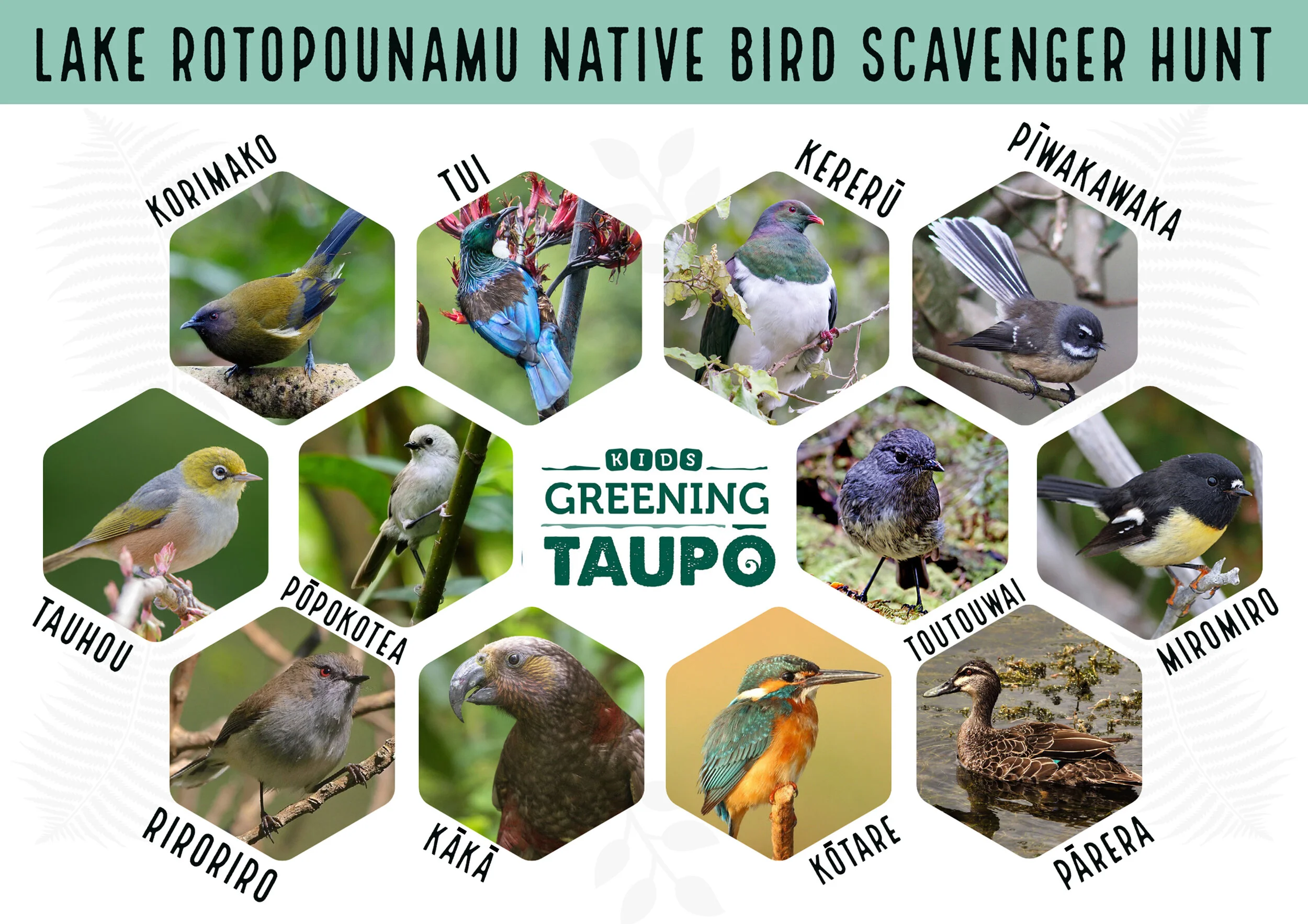 Lake Rotopounamu native bird Scavenger Hunt 1.jpg