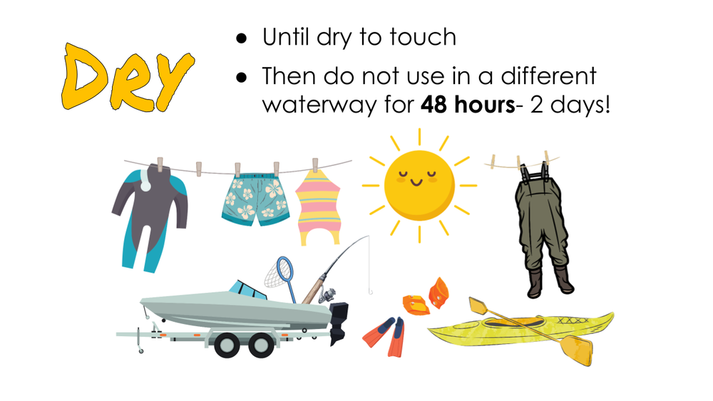 Gold Clams Biosecurity Lesson by KGT  (5).png