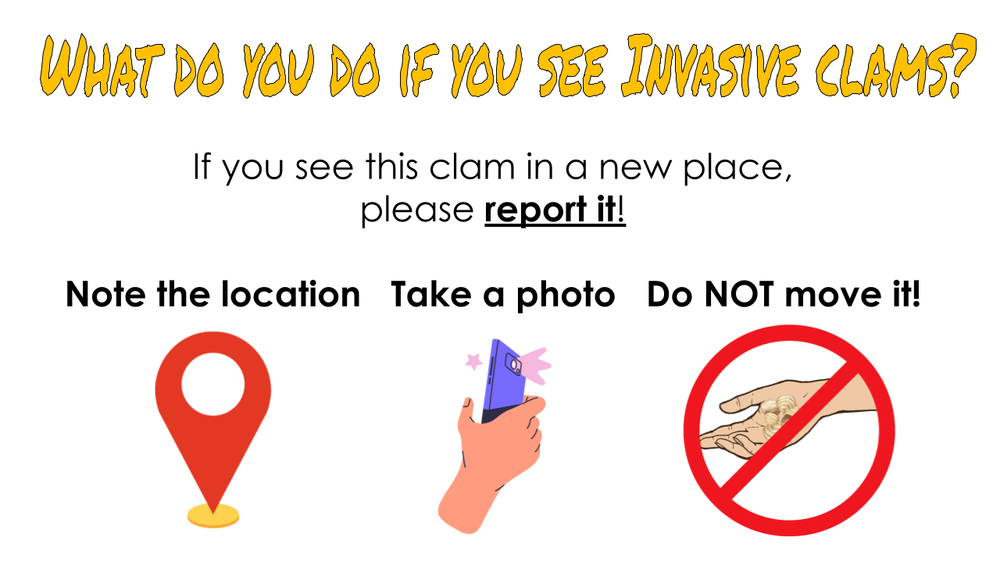 Gold Clams Biosecurity Lesson by KGT .png