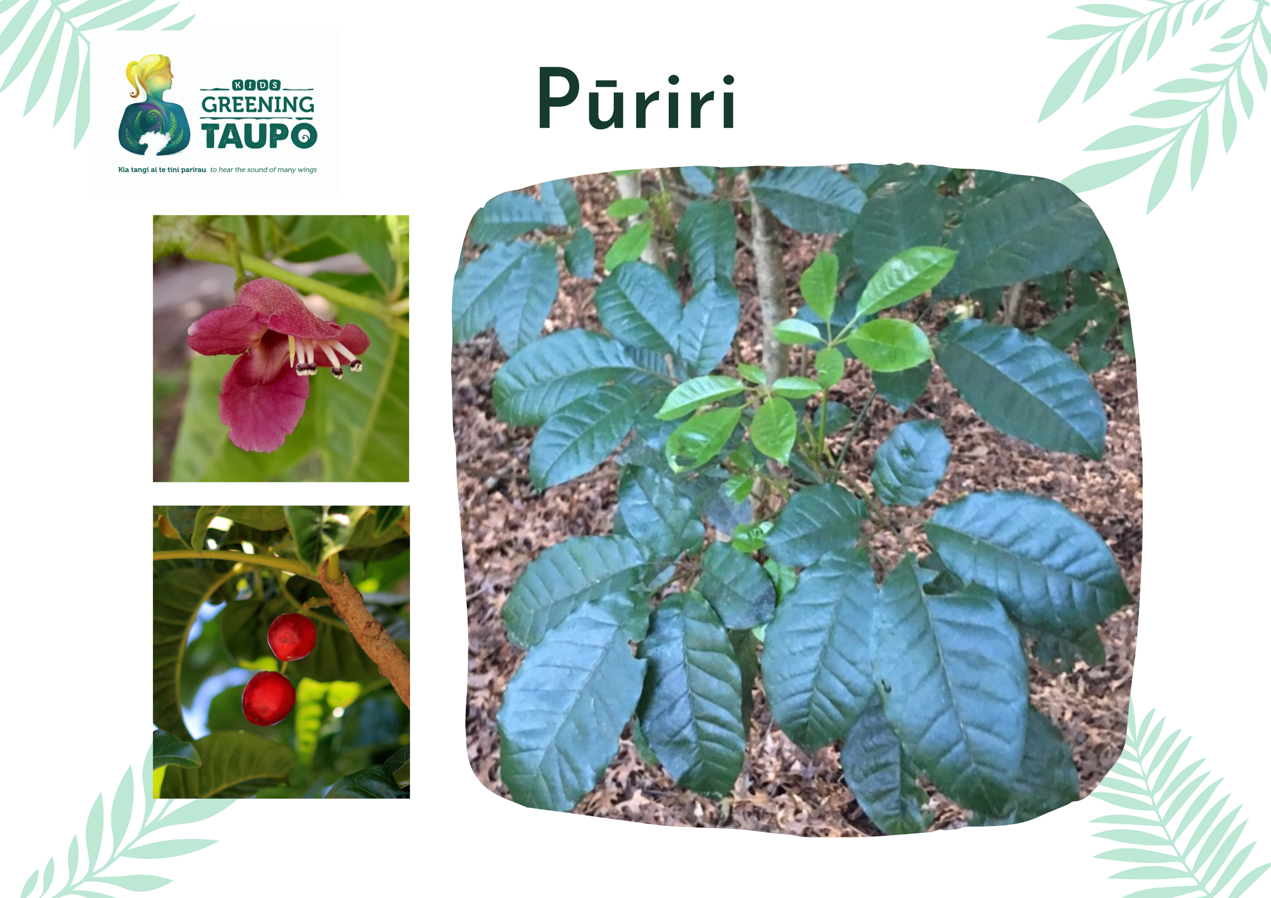 Native Plants Pictures.png