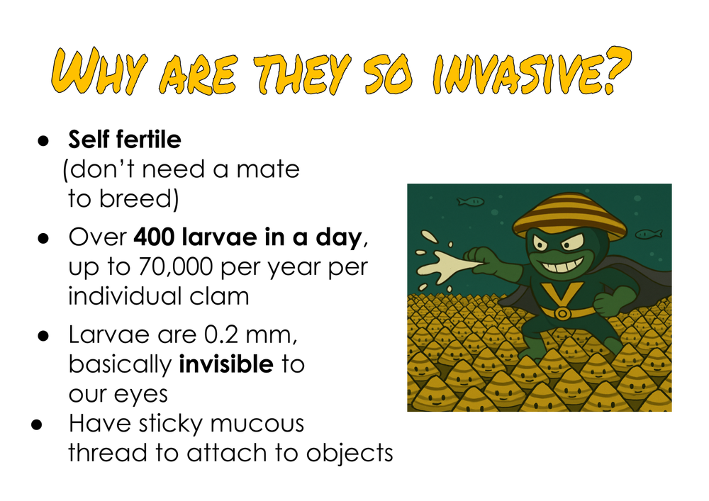A3 Invasive Clams Biosecurity Lesson by KGT .png