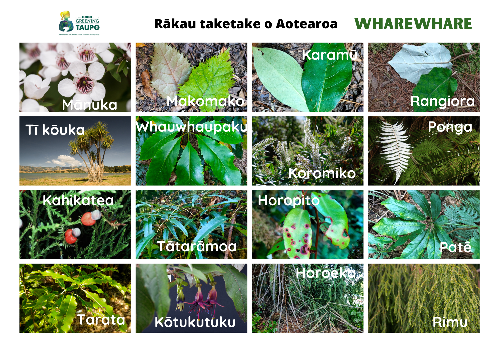 Te reo Māori Native Plant BINGO Pictures.png