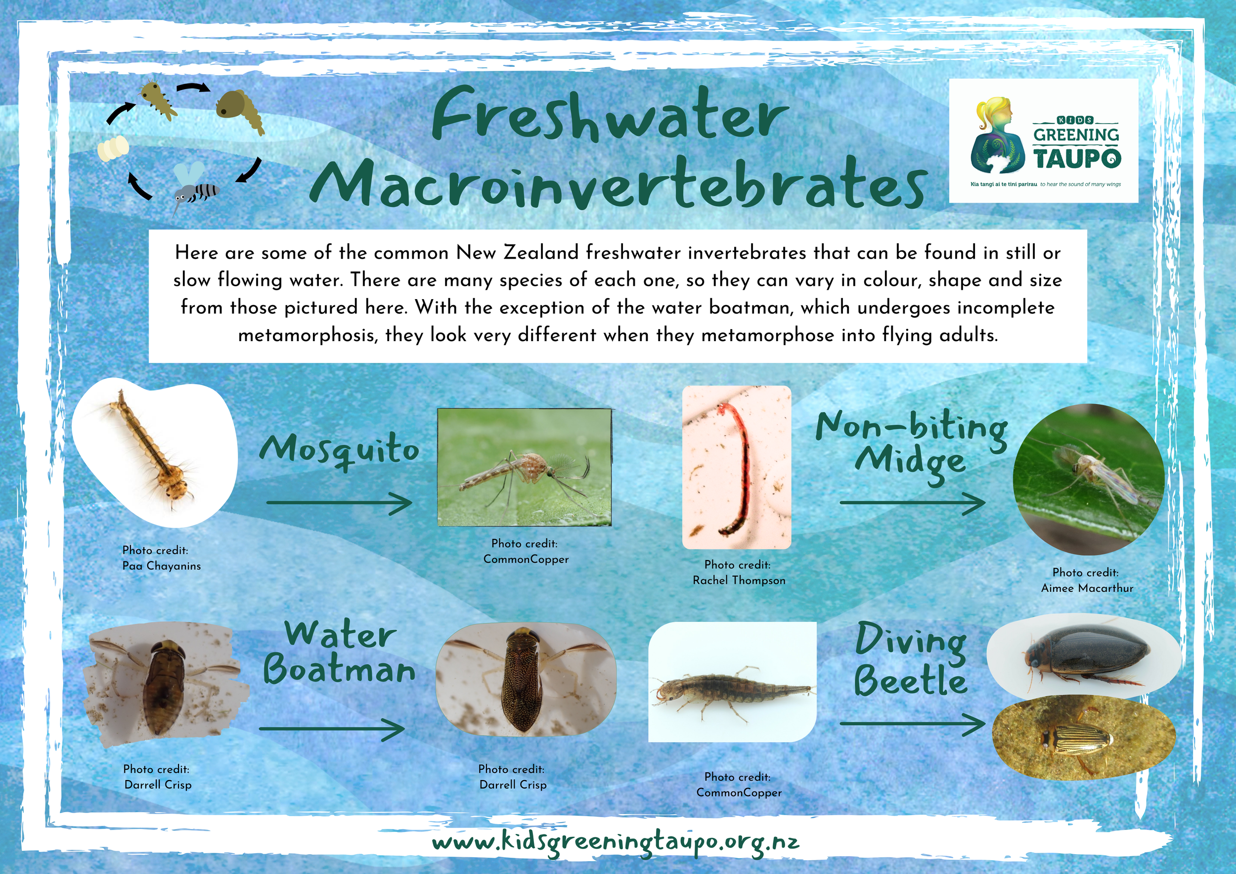 larvae and adults NZ Macroinvertebrates.png