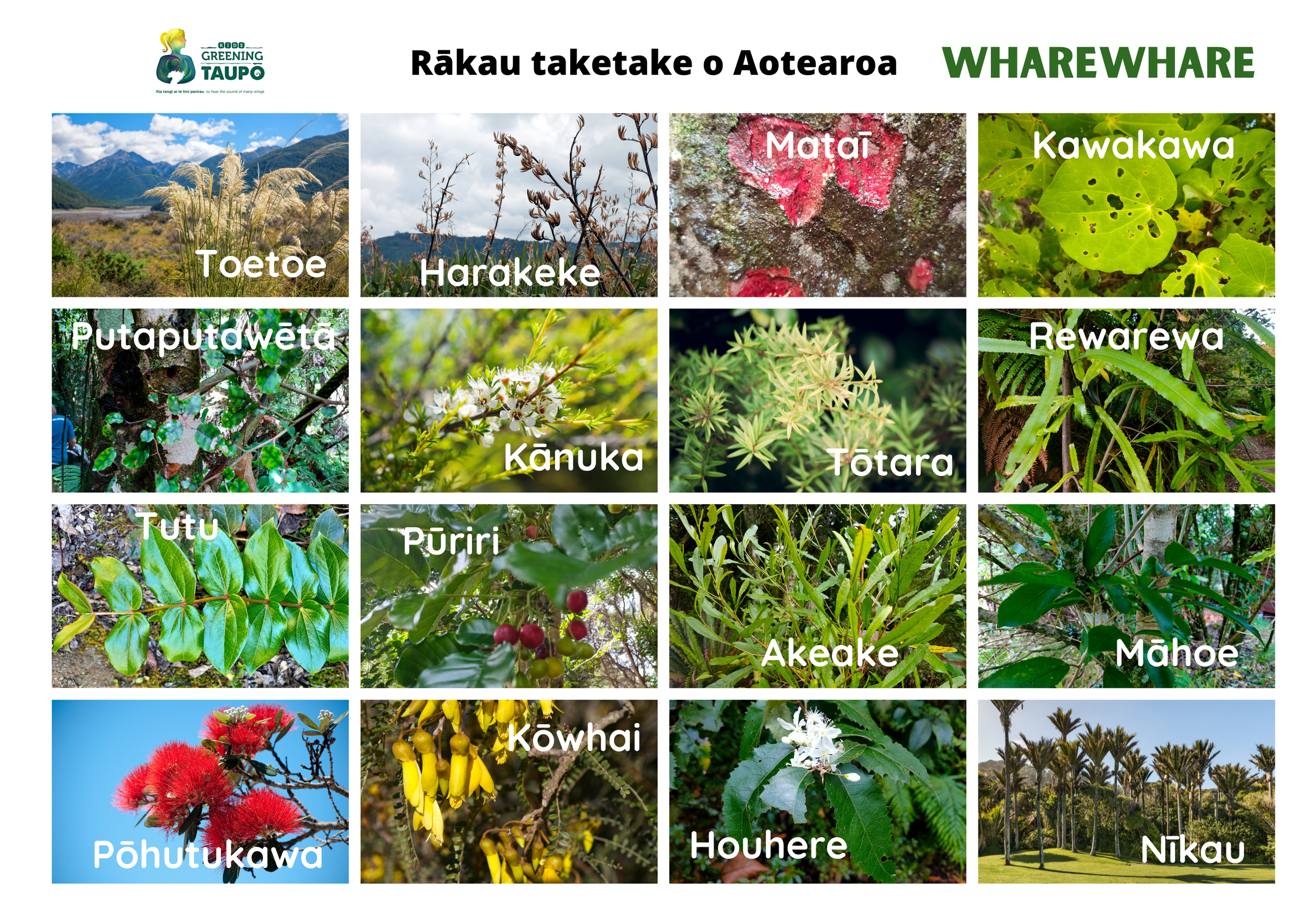 Te reo Māori Native Plant BINGO Pictures (2).png