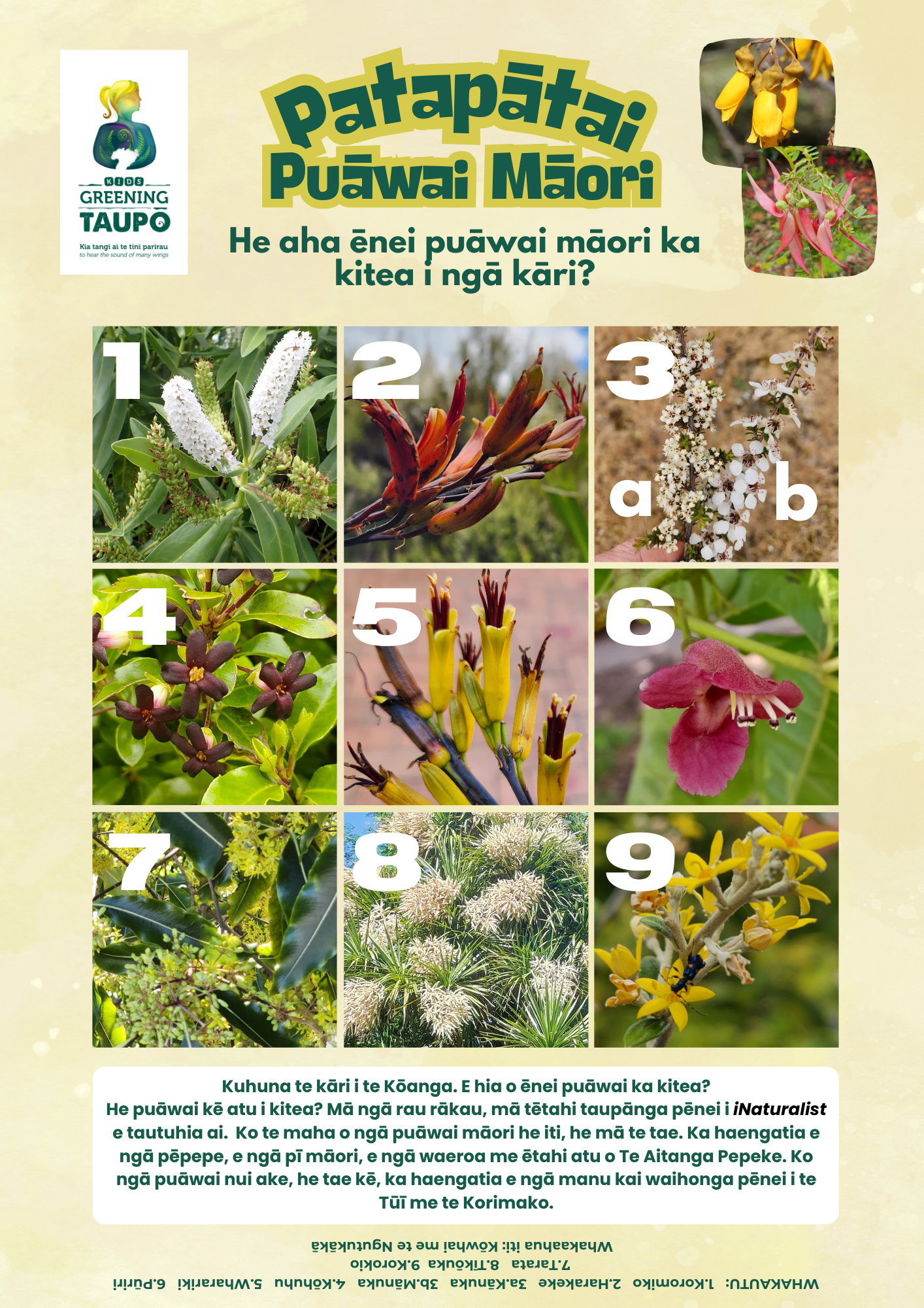 Puāwai Māori Pātaitai 2.png