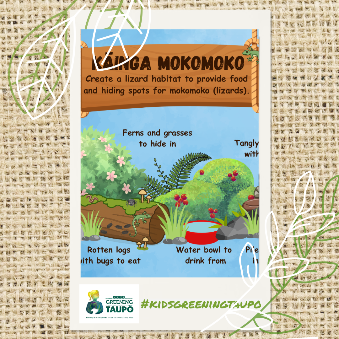 Make a Lizard Friendly Garden