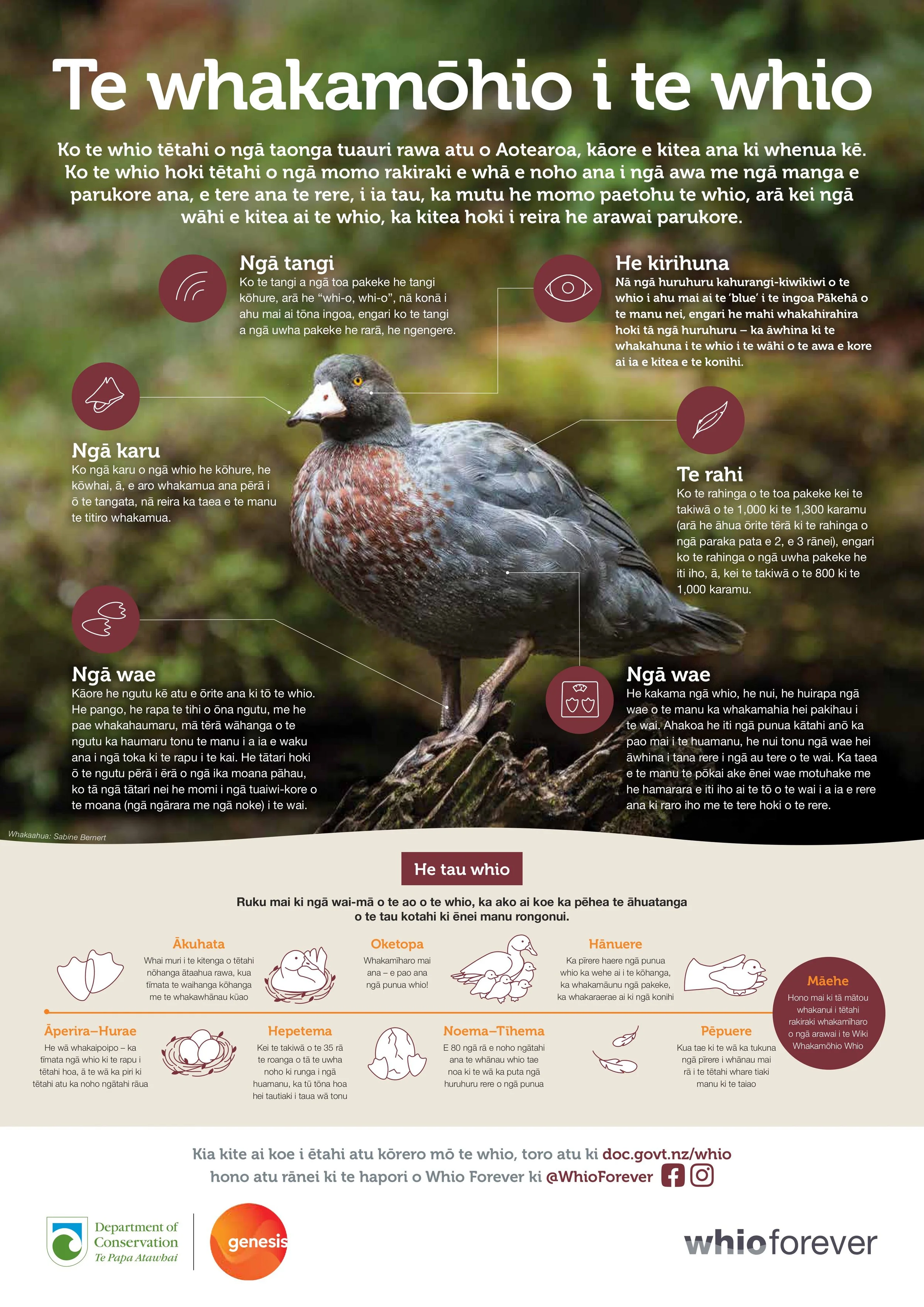 R272258 R McKie - Update Whio forever posters Te Reo translation_no crops (1)-images-0.jpg