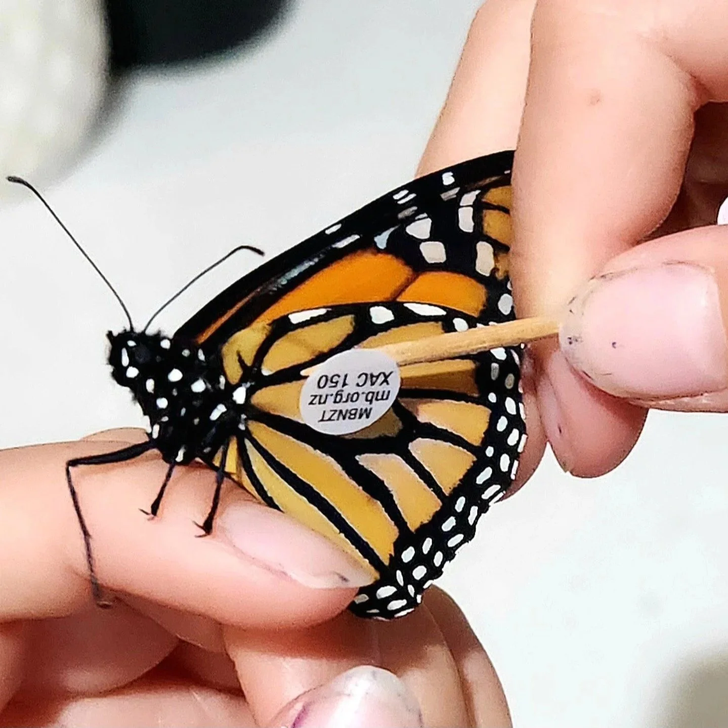 Tagging Butterflies