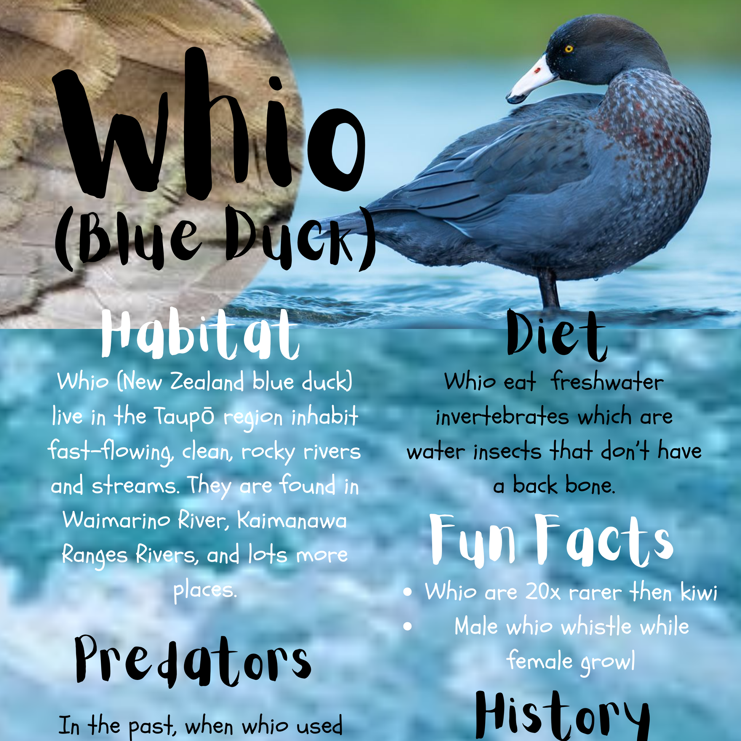 Whio Competition - Winner!