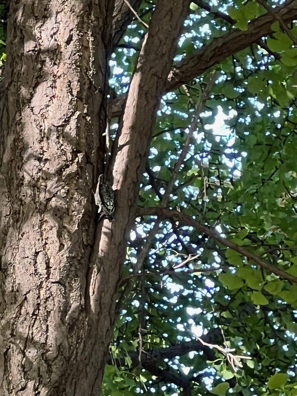 I think the gray/black bird is a woodpecker. 