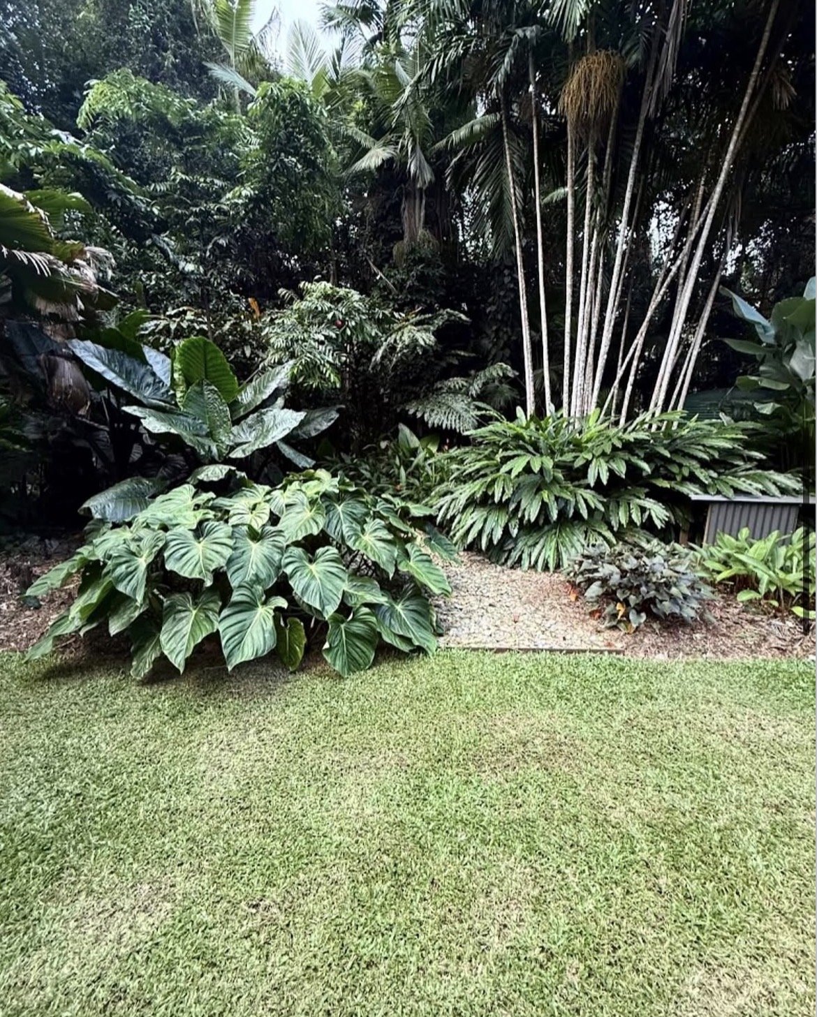 Large tropical garden maintained by Local Dad Lawn & Garden in Redlynch, Cairns