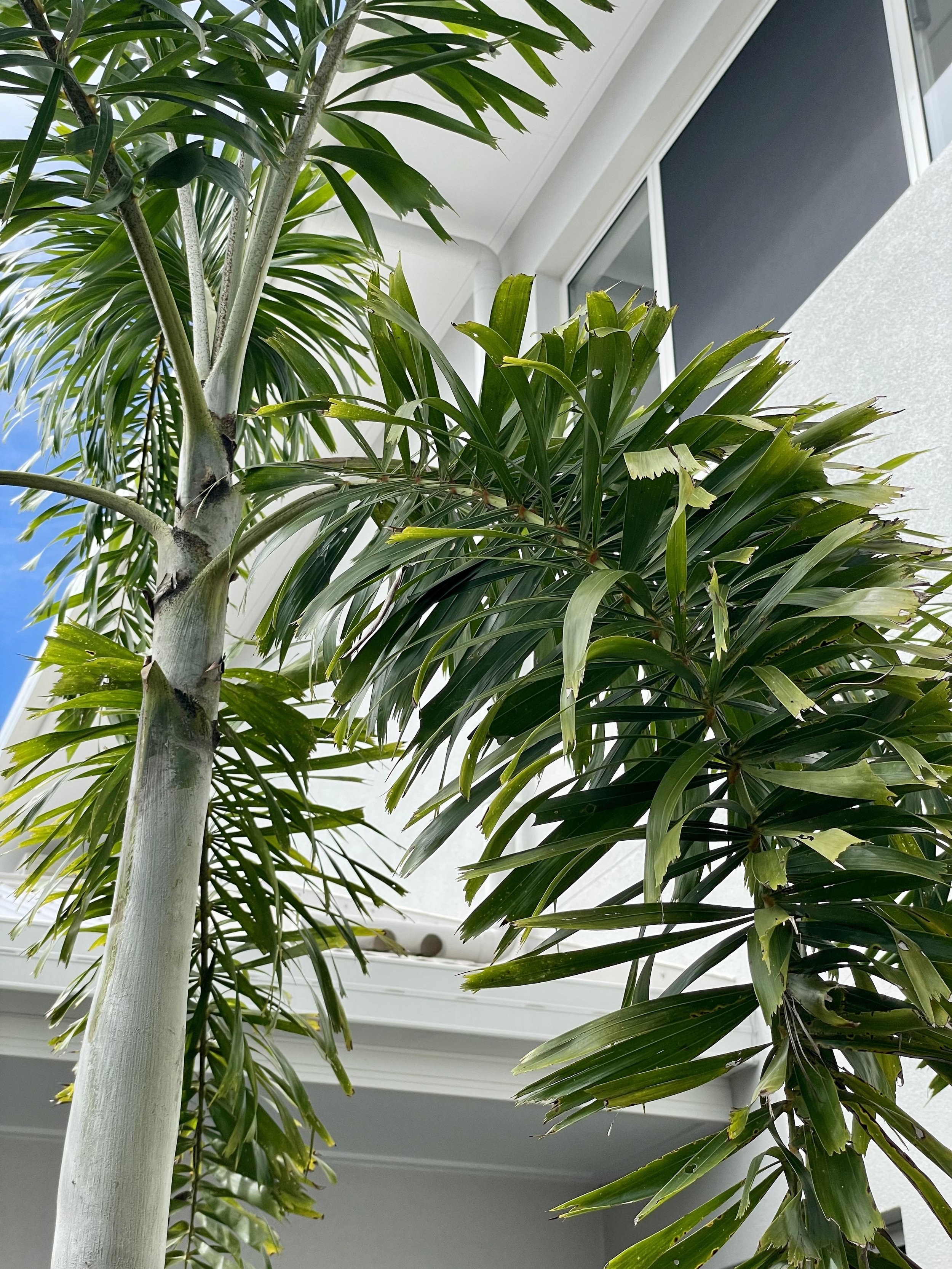 Palm tree planted in courtyard by Local Dad Lawn & Garden in Palm Cove, Cairns