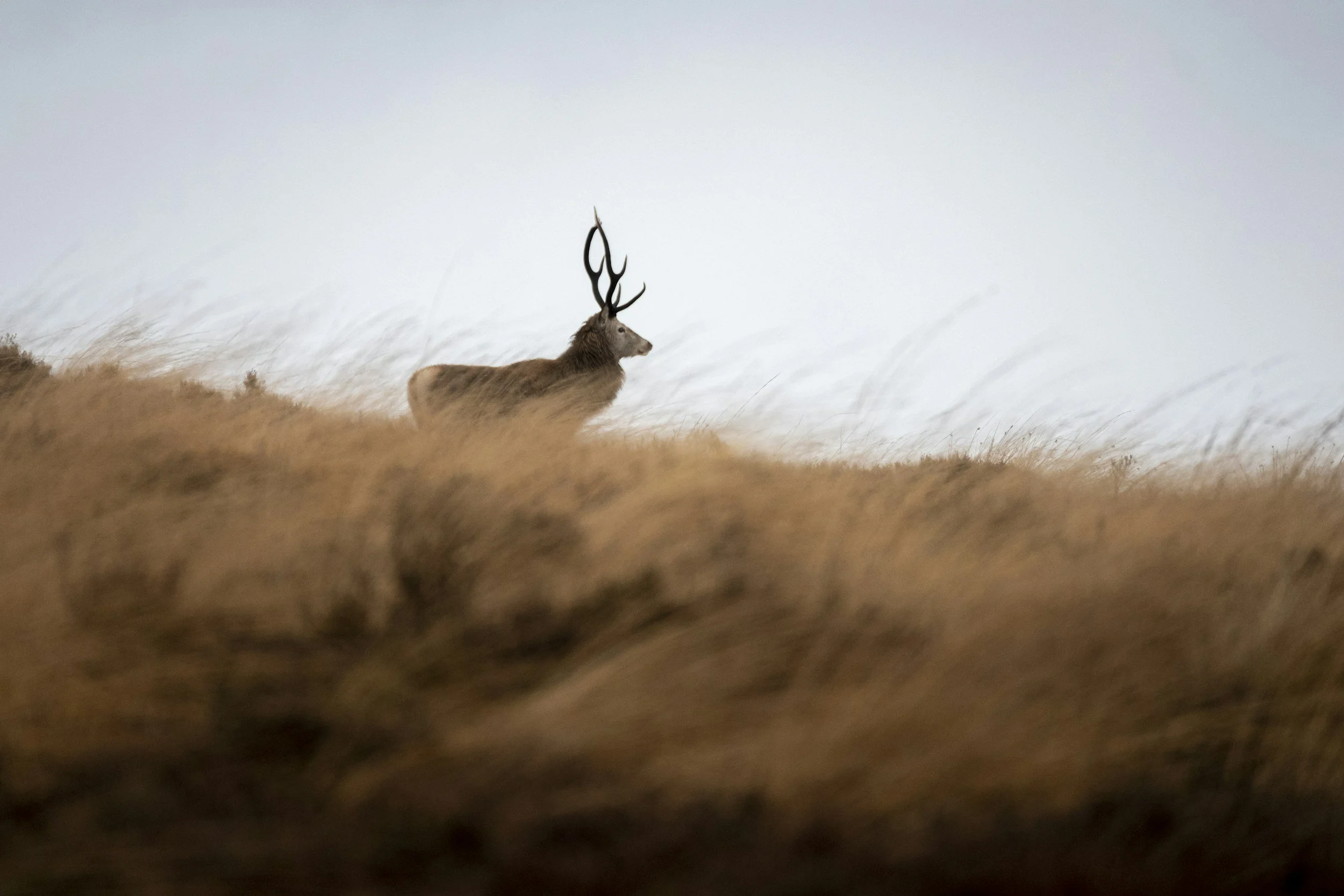 The Prayer for the Wild