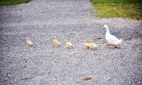 Get Your Ducks in a Row