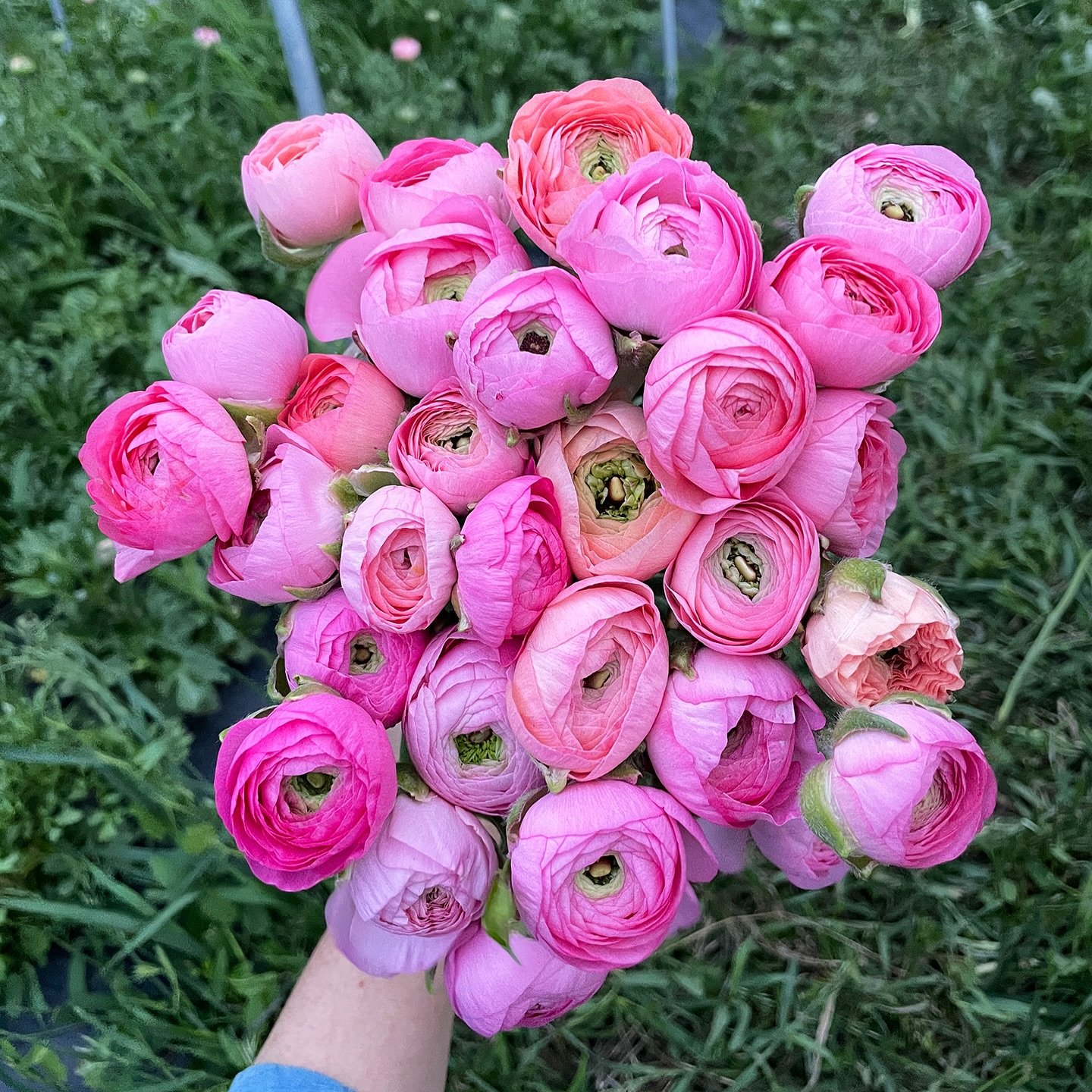I think it&rsquo;s official&hellip; ranunculus are my favorite 🩷

#longmont #boulder #bouldercounty #denver #coloradoflowerfarm #flowers #flowerfarm #driedflowers #pumpkins #pumpkinfarm #cutflowers #flowerfarming #locallygrown #shoplocal #coloradogr