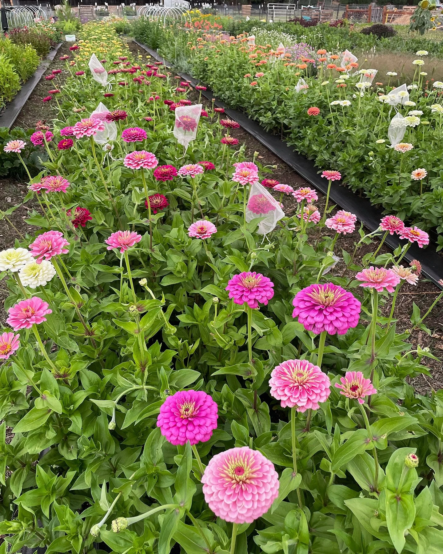 After a long wait, the farm stand is back! 🌸 We reopen tomorrow (Friday) from 10am - 7pm and will be open every Friday going forward (unless noted). Can&rsquo;t wait to share what&rsquo;s blooming! 

Address in bio.

#longmont #boulder #bouldercount