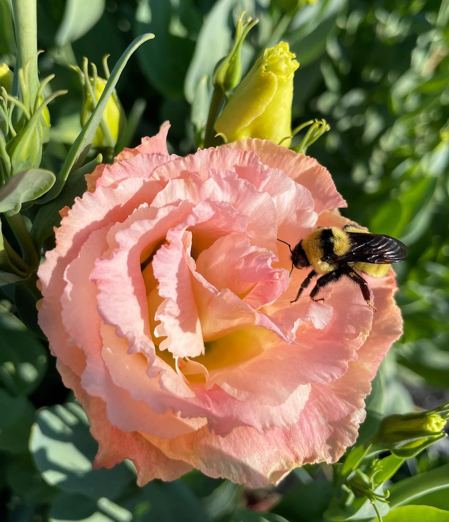Lisianthus season is here and we&rsquo;re fully on board. The hype is real!

#longmont #boulder #bouldercounty #denver #coloradoflowerfarm #flowers #flowerfarm #driedflowers #pumpkins #pumpkinfarm #cutflowers #flowerfarming #locallygrown #shoplocal #